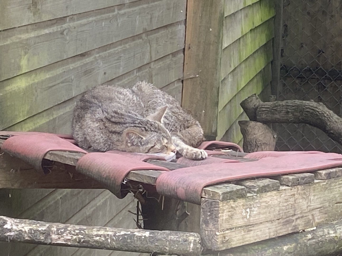Scottish wildcat 060625