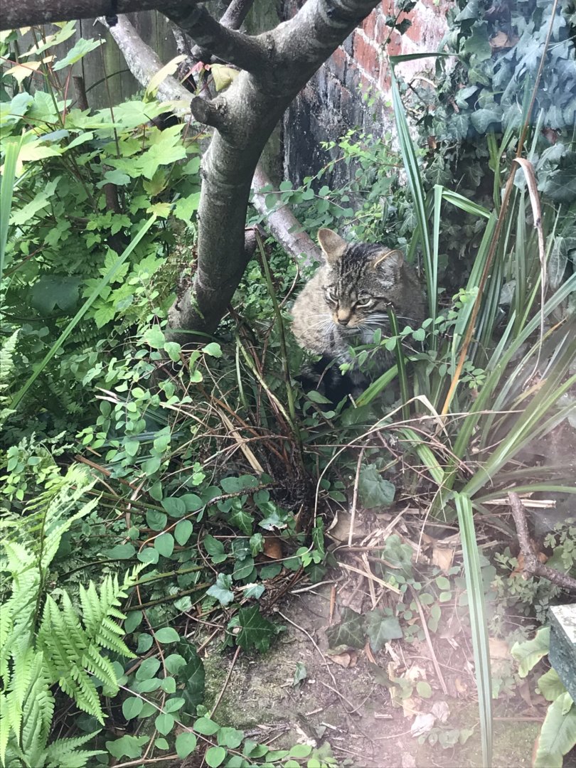 Scottish wildcat 070819