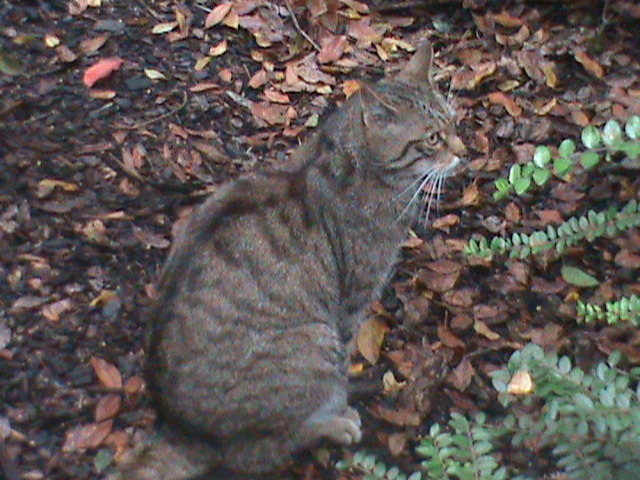 scottish wildcat 080811