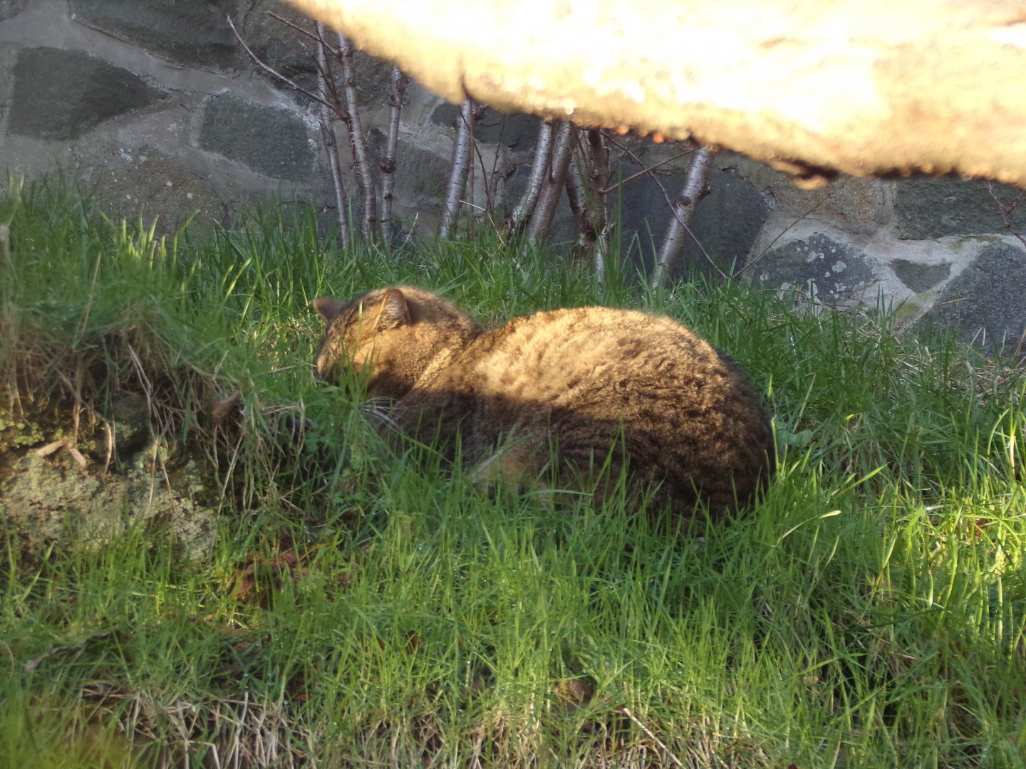 Scottish wildcat 1.1.24