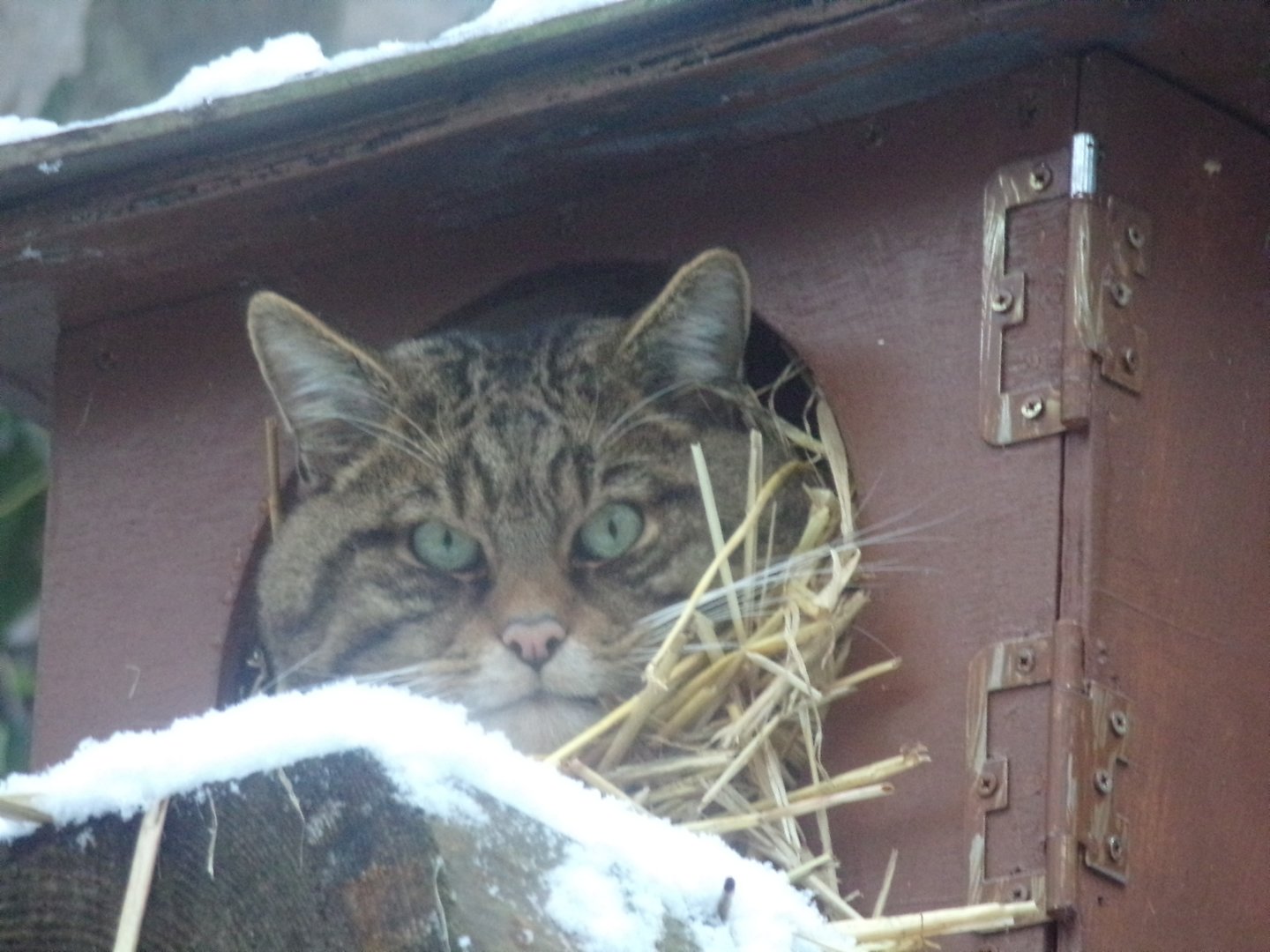 Scottish wildcat 10.12.22