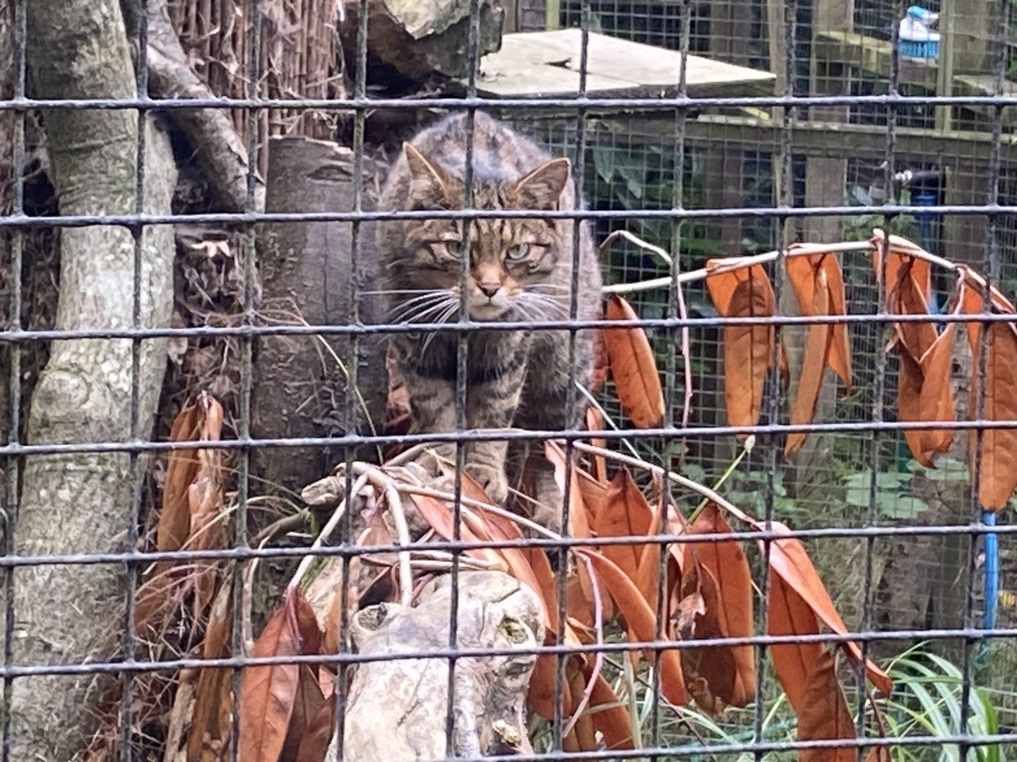 Scottish wildcat 100924