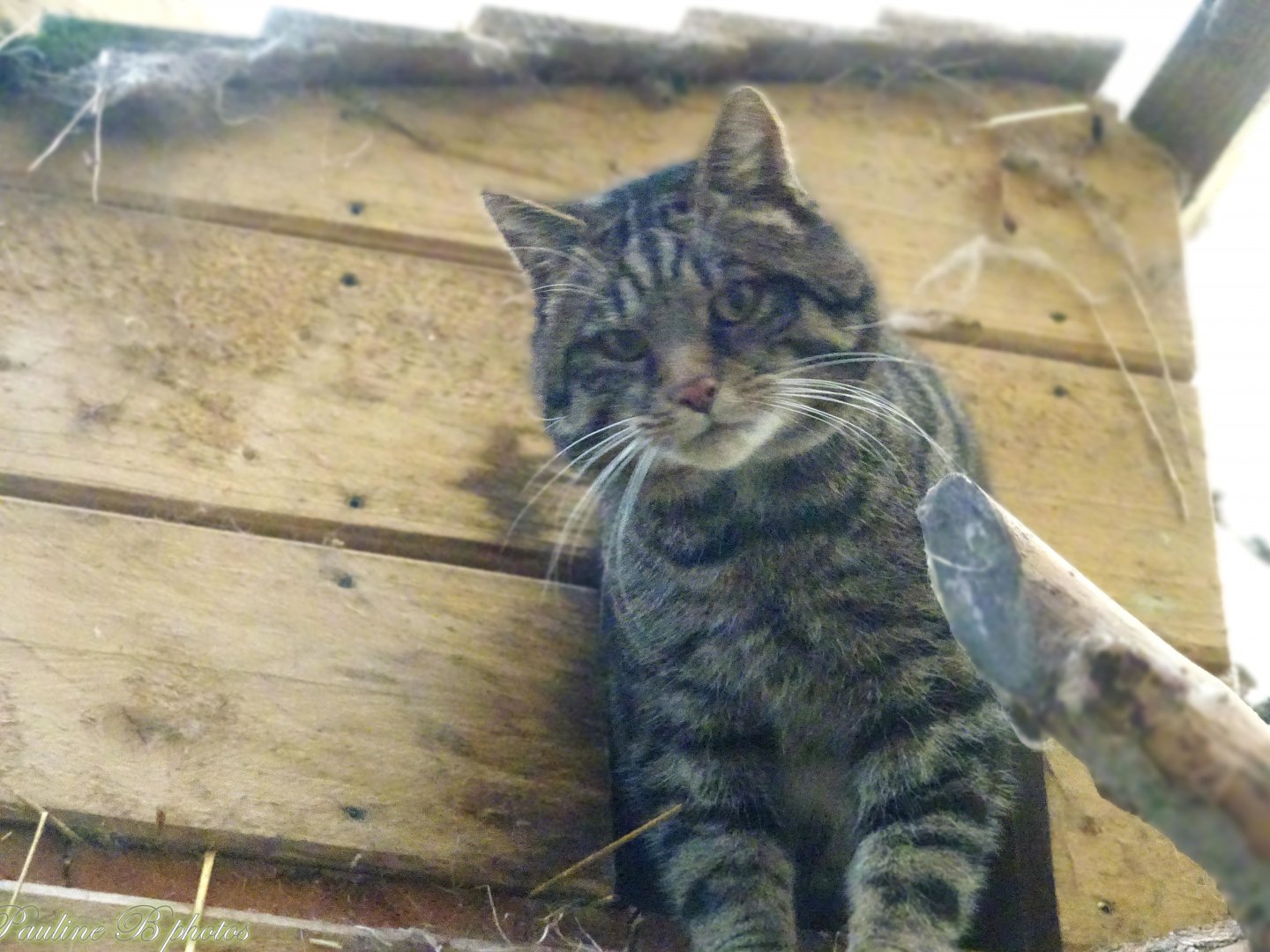 Scottish Wildcat 16 November 2025