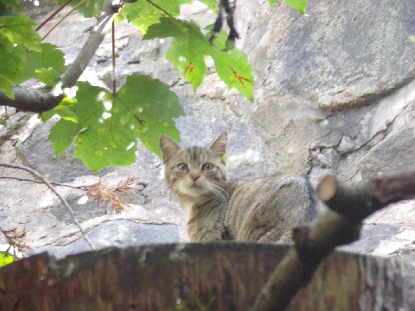 Scottish wildcat 19.7.23