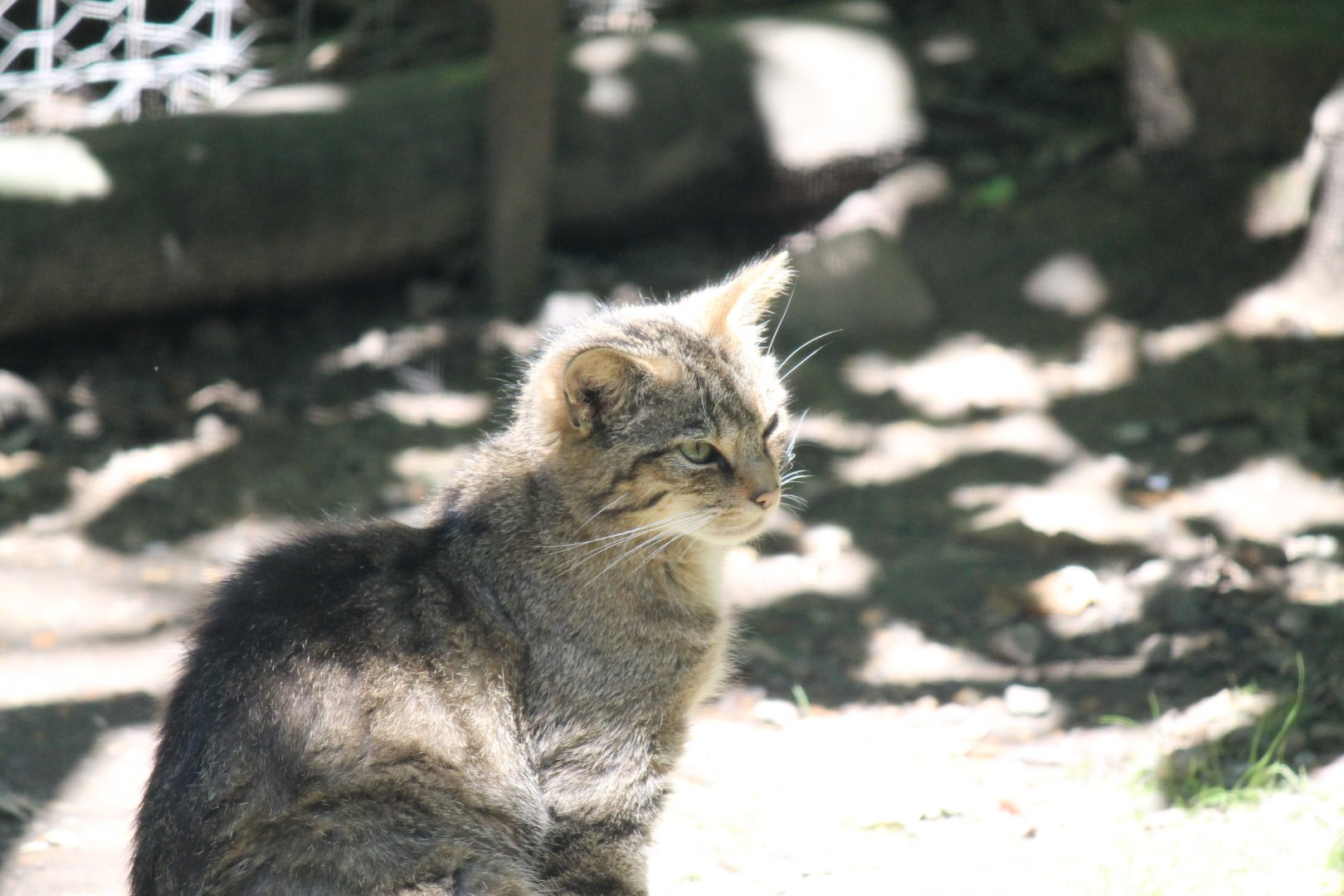 Scottish Wildcat (2011)