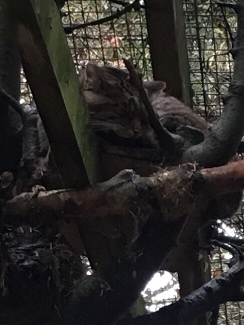 Scottish wildcat (2019)