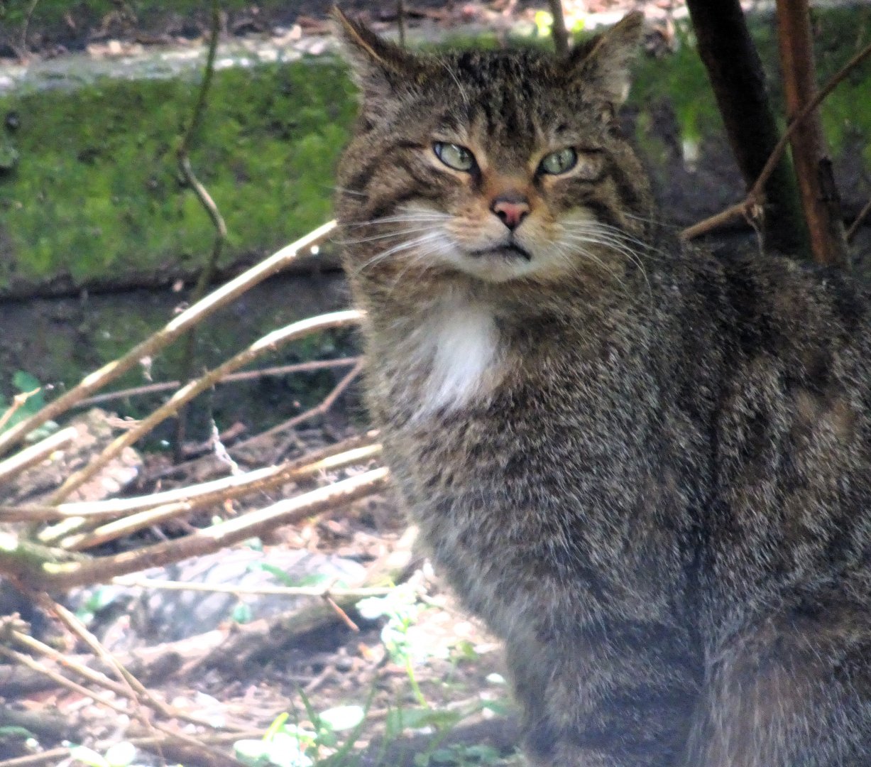 Scottish Wildcat  22 May 2025