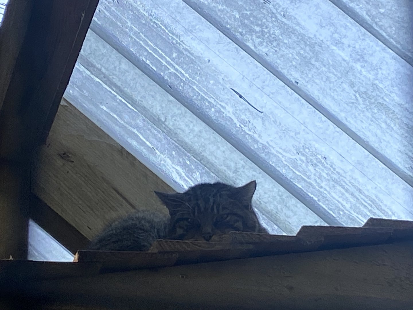 Scottish wildcat 230922