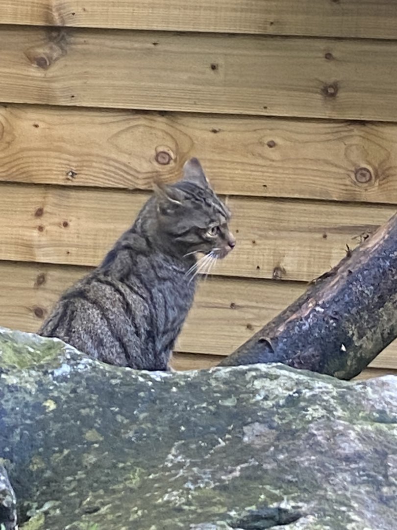 Scottish wildcat 230922