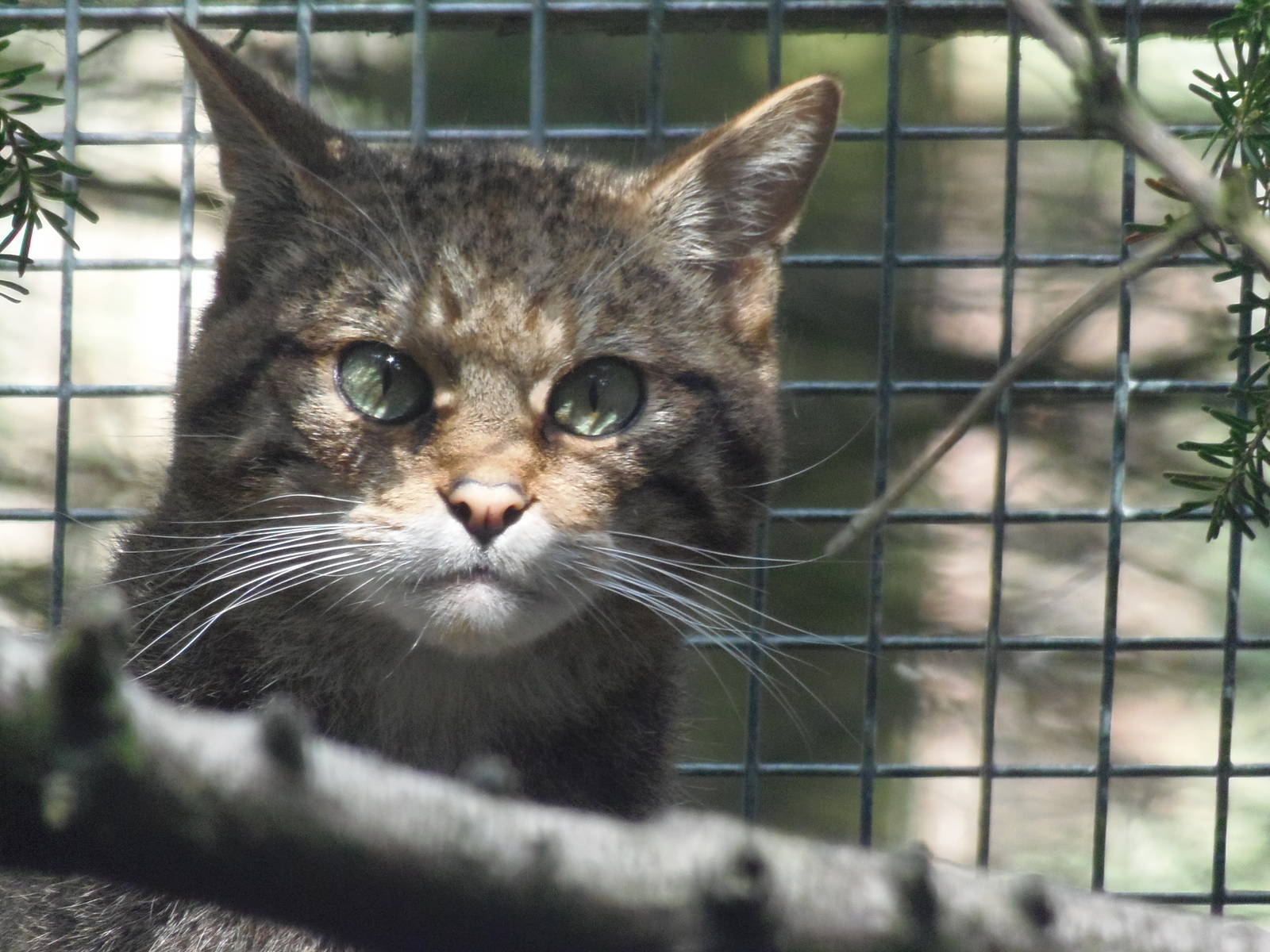 Scottish wildcat   25/08/13