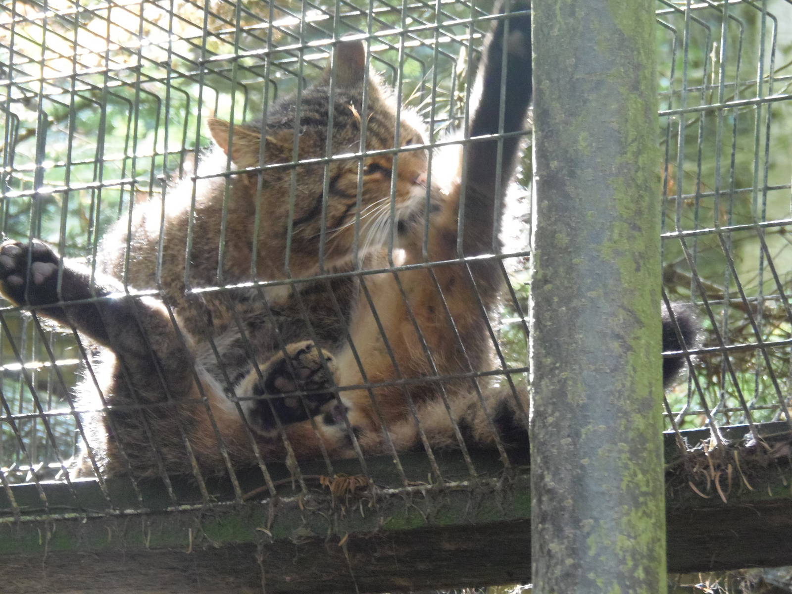 scottish wildcat    25/08/13