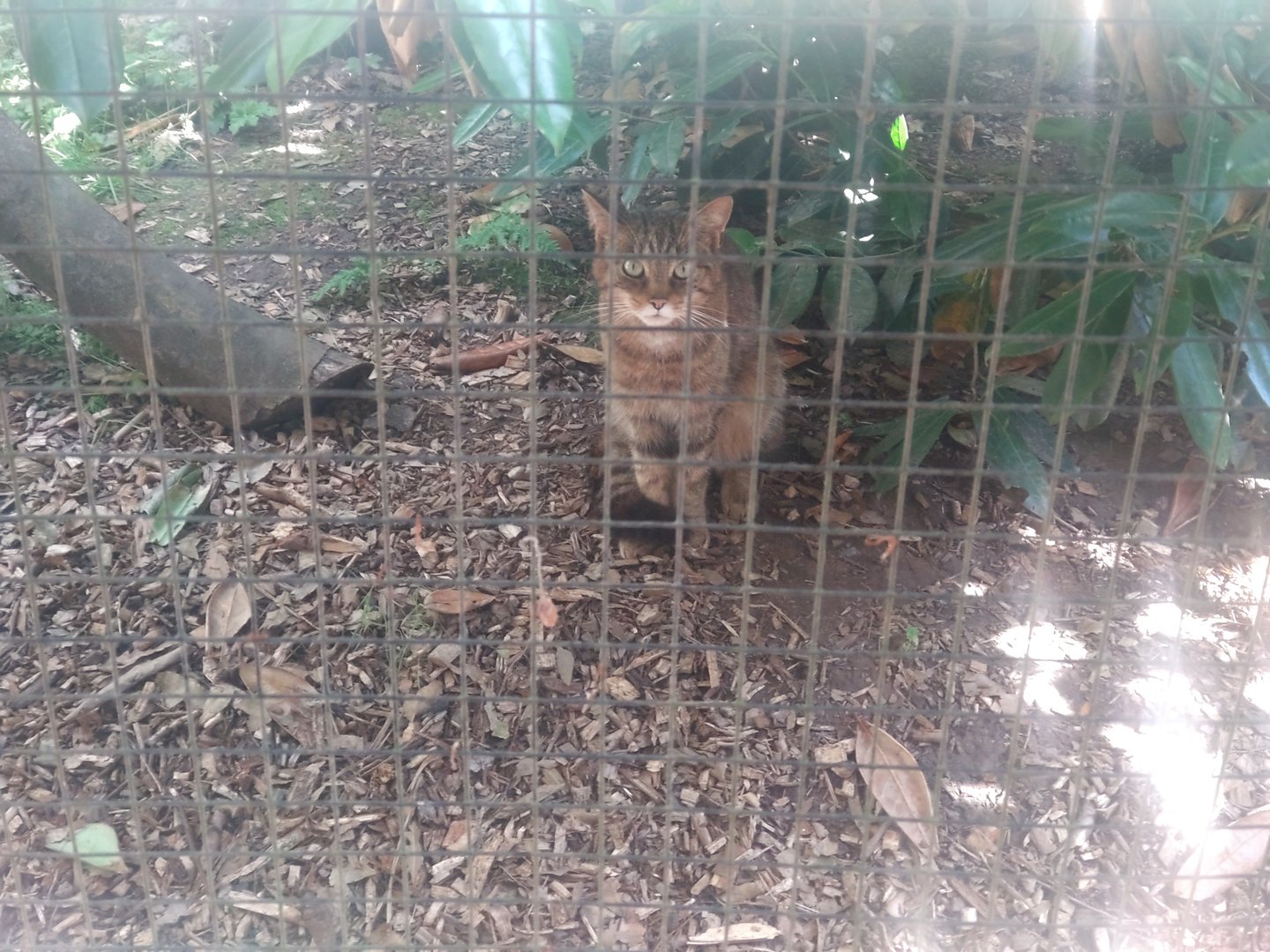 Scottish Wildcat 25/6/23
