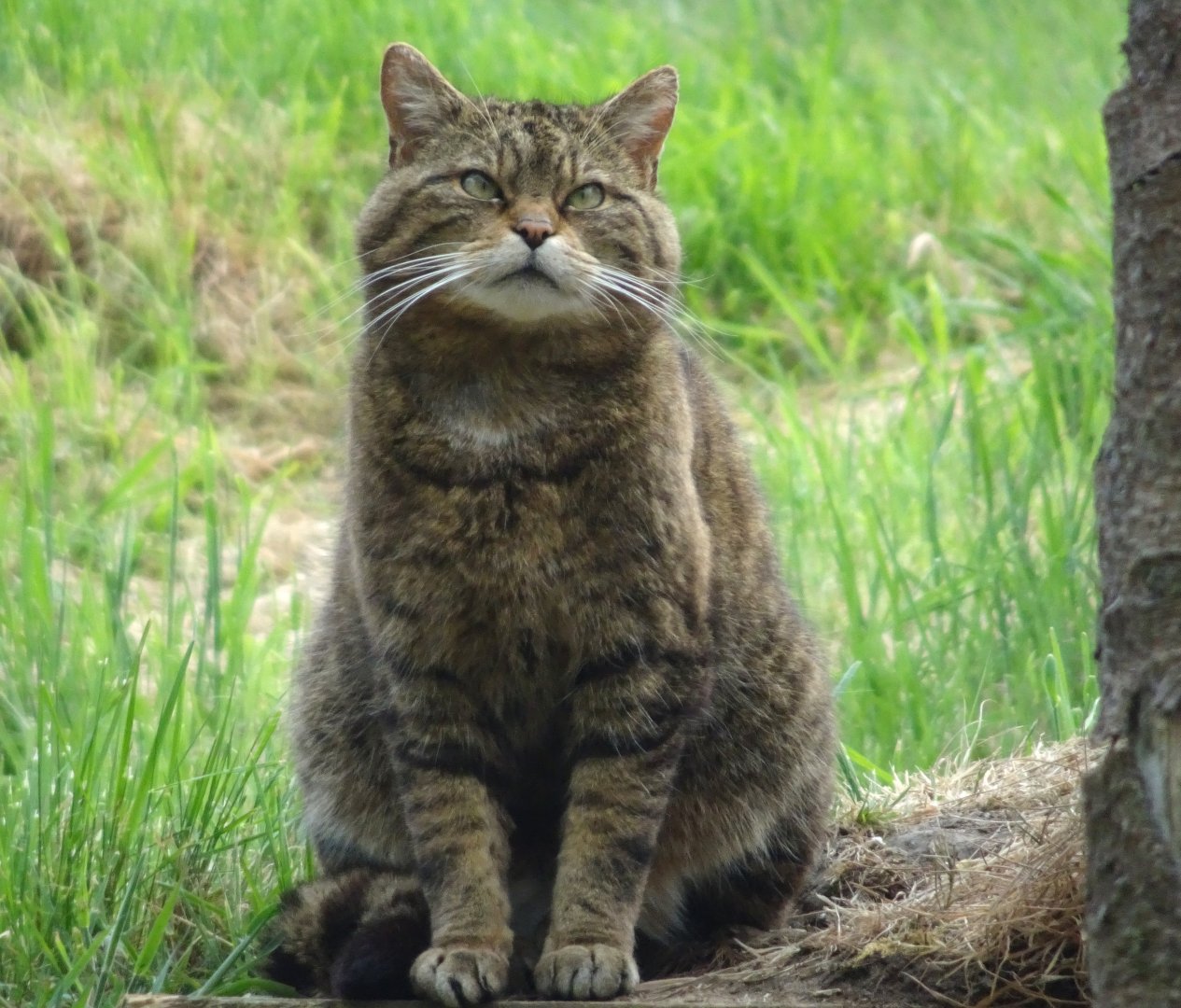 Scottish Wildcat   25 May 2025