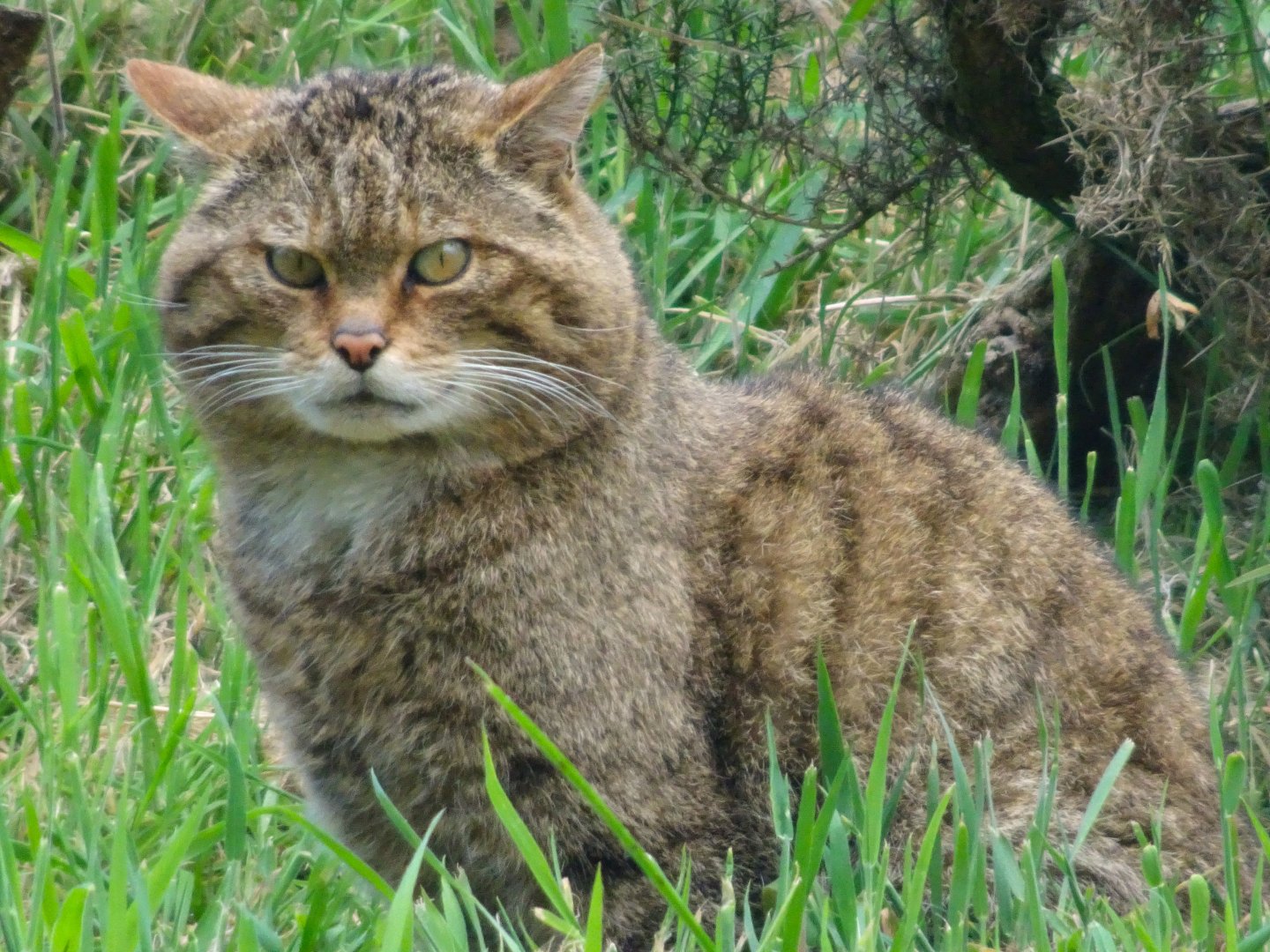Scottish Wildcat   25 May 2025