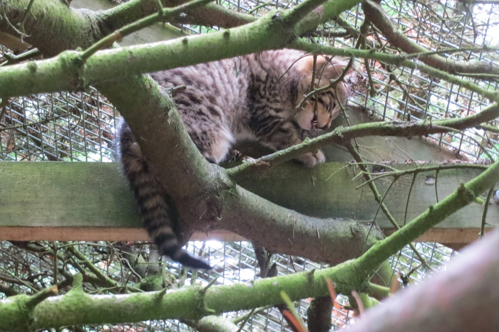 Scottish Wildcat 250815