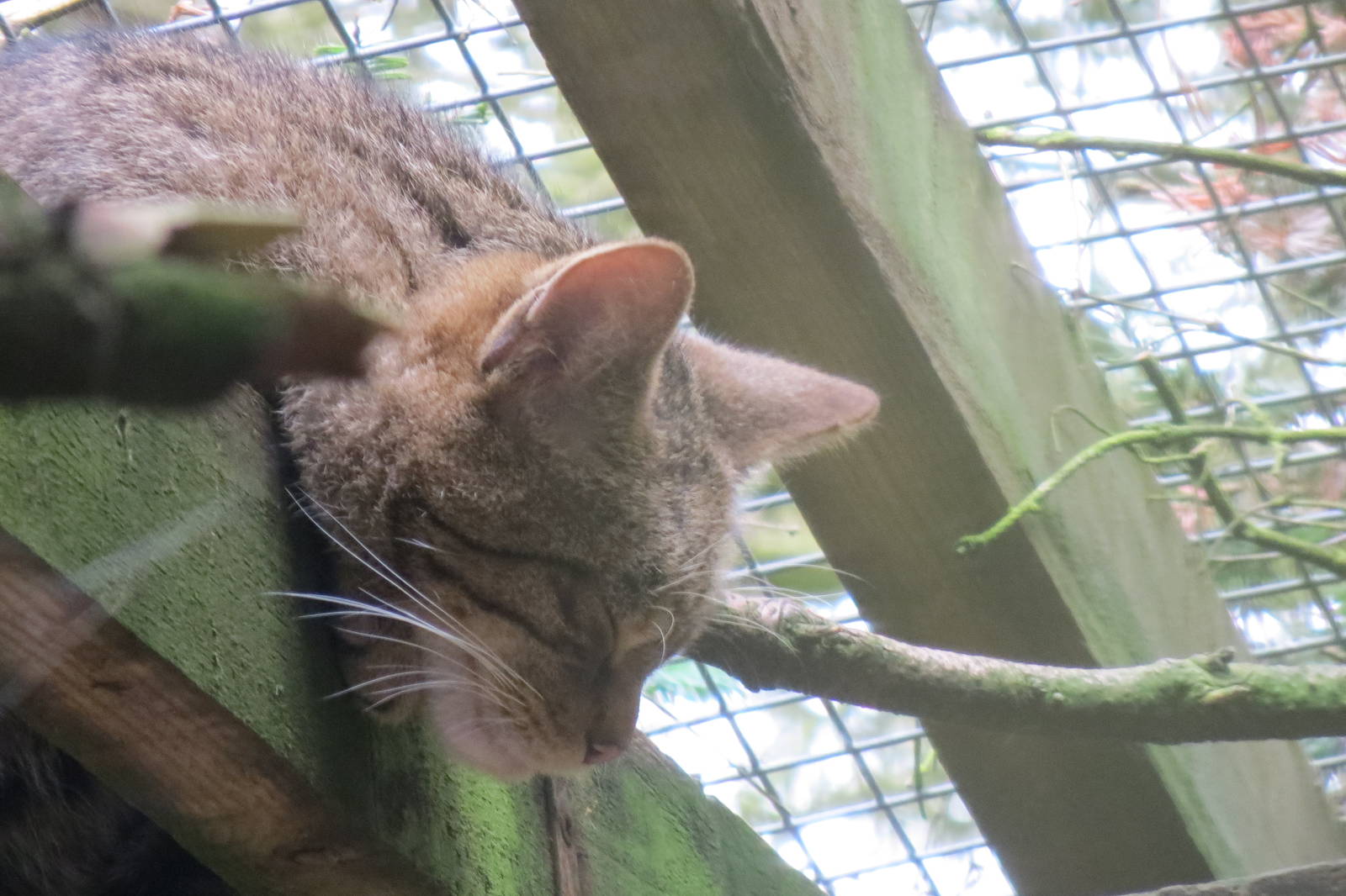 Scottish Wildcat 250815
