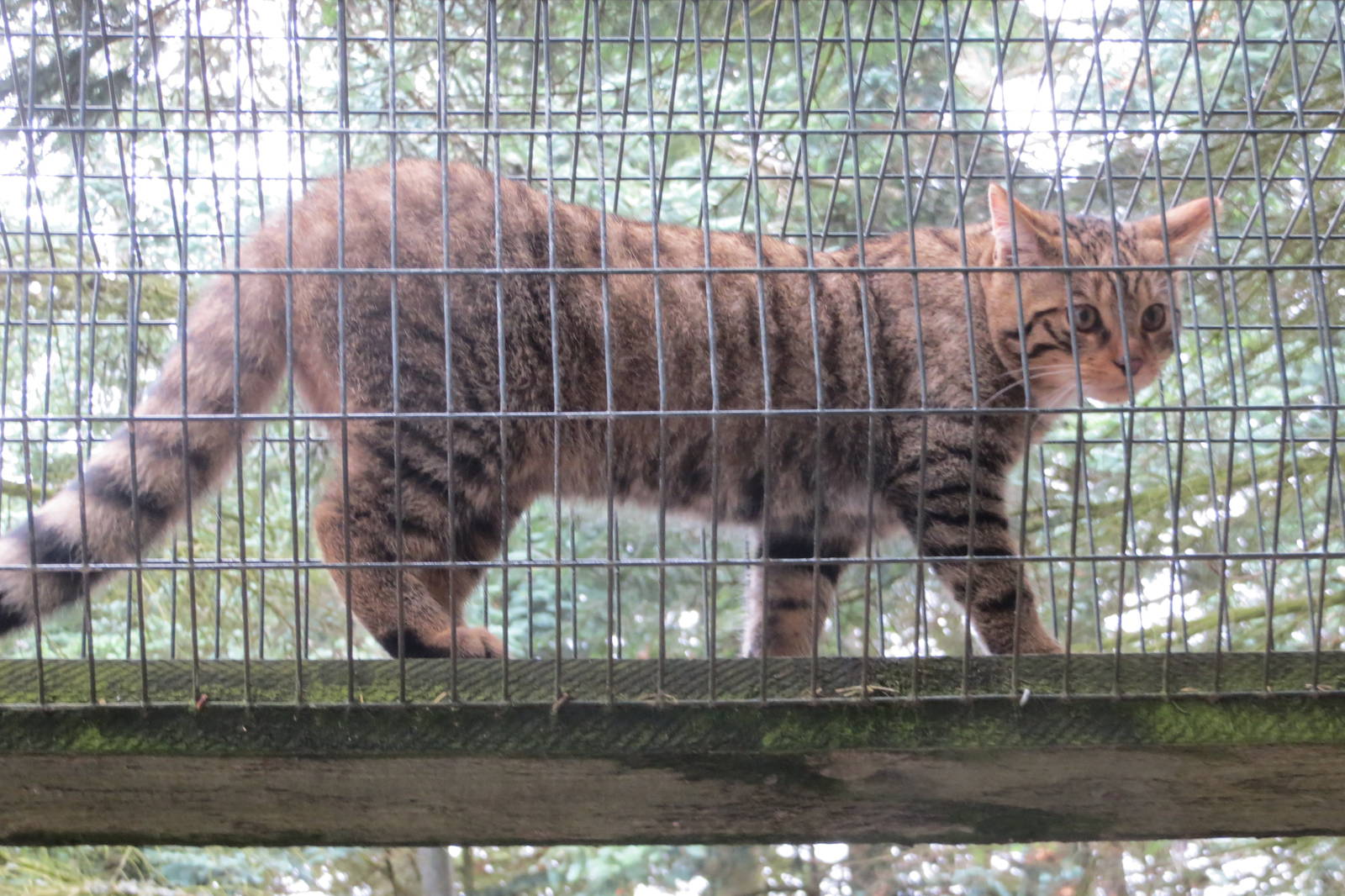 Scottish Wildcat 250815