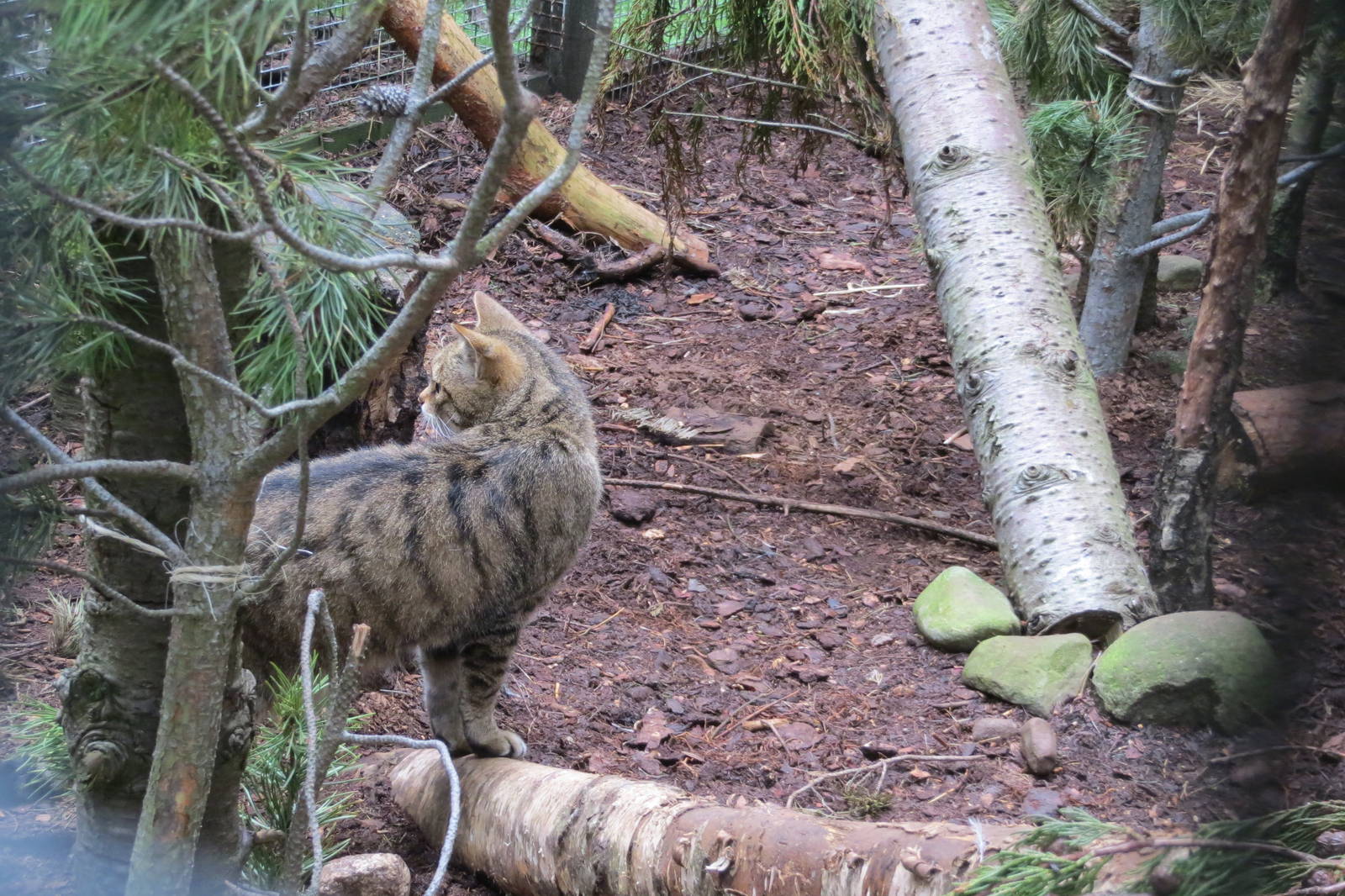 Scottish Wildcat 250815
