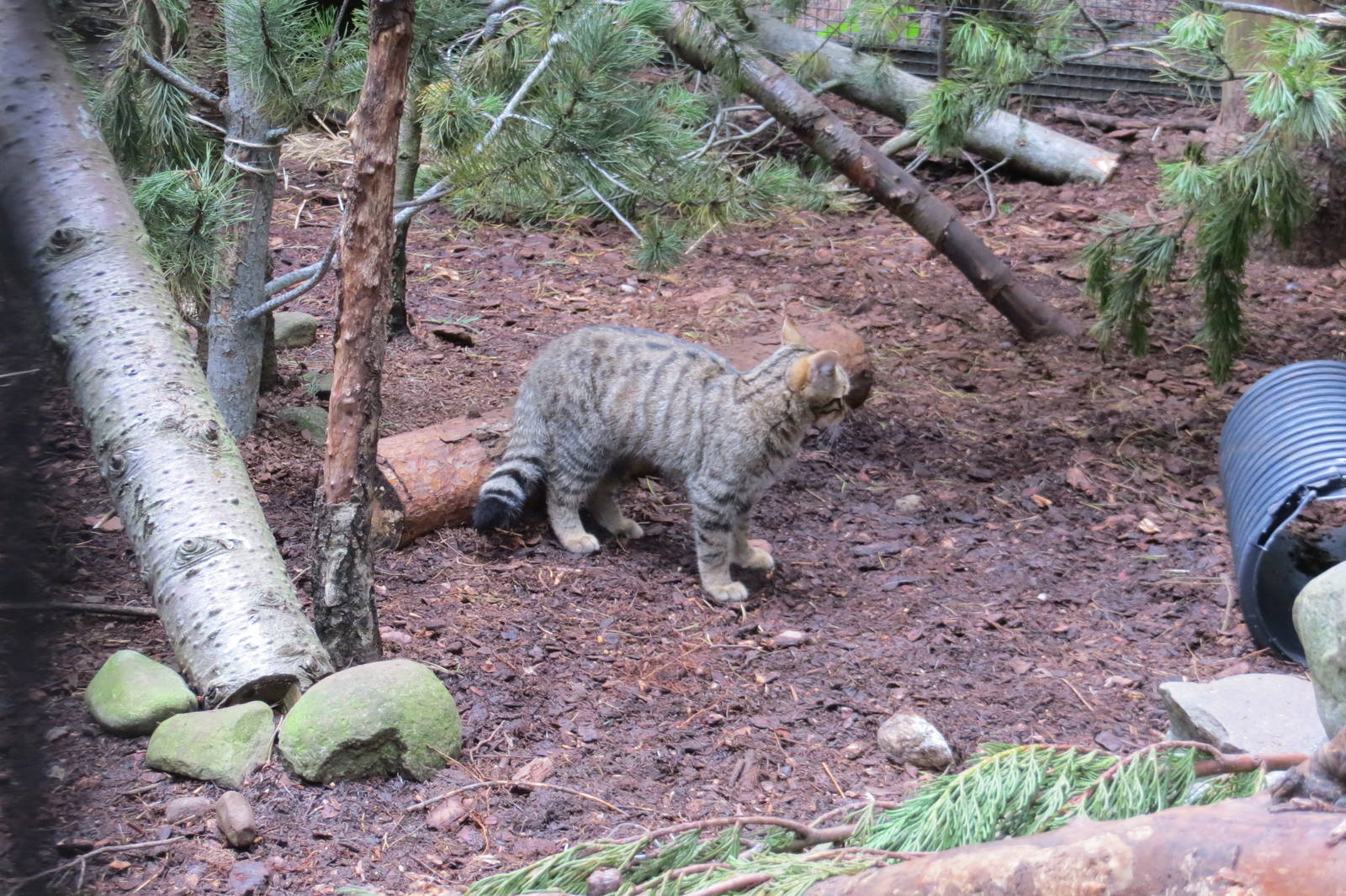 Scottish Wildcat 250815