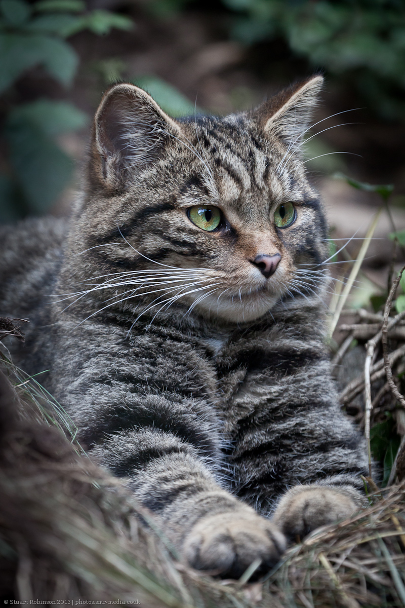 Scottish Wildcat - 26/07/2013