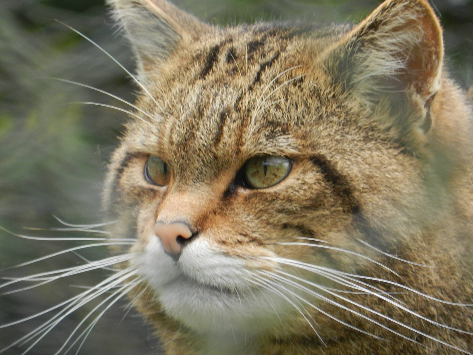 Scottish Wildcat 30/10/2015