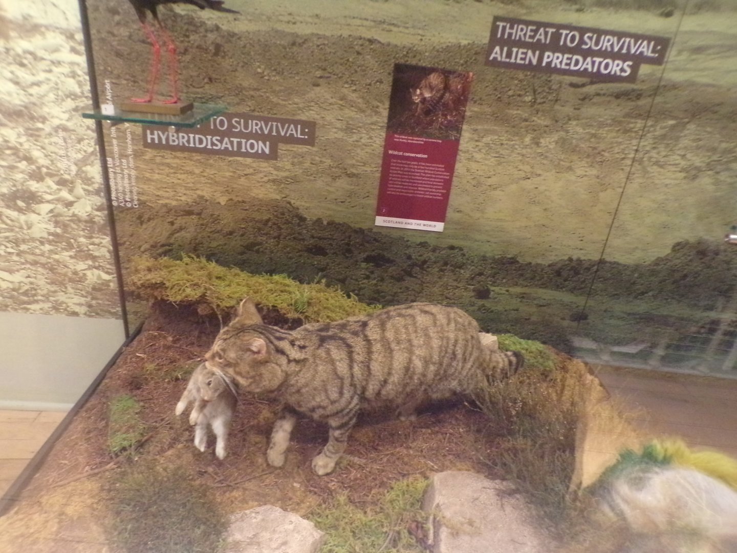 Scottish wildcat 30.12.22