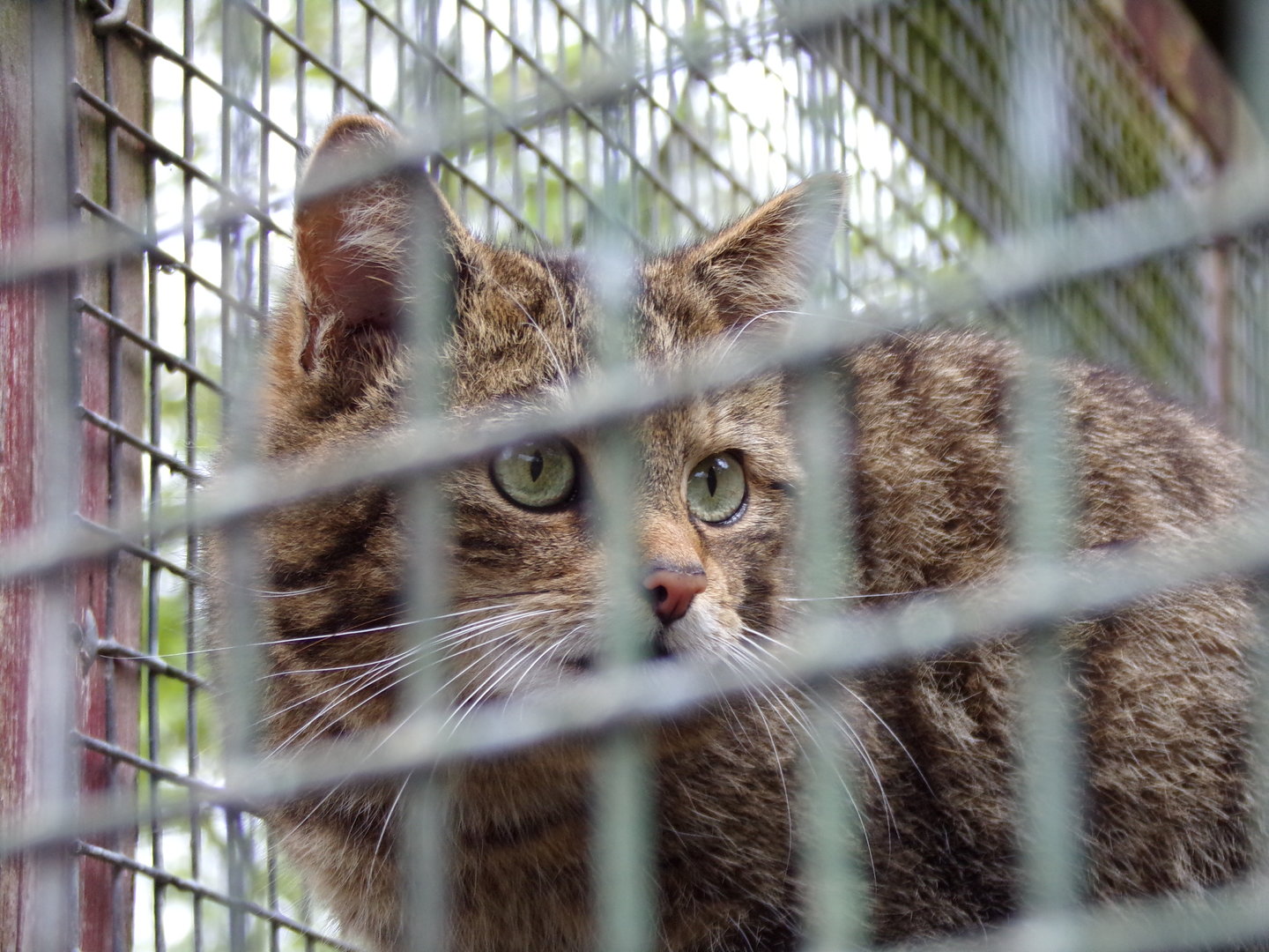 Scottish wildcat 7.5.23