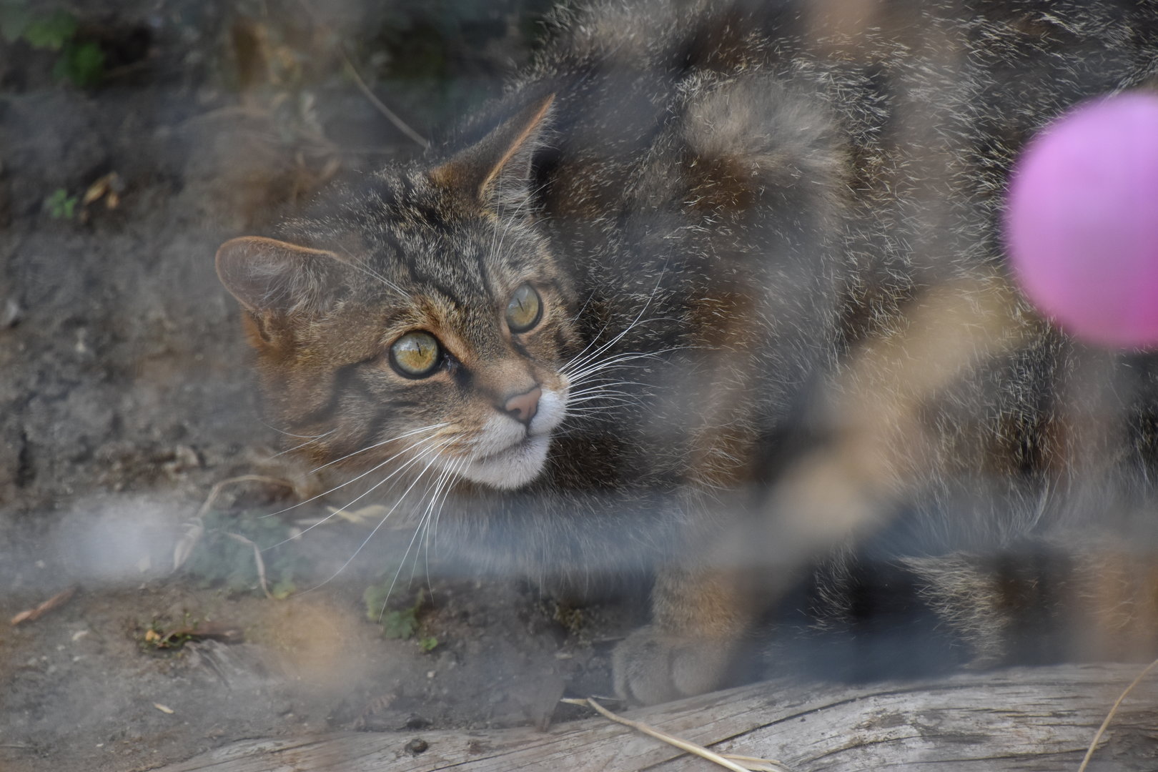 Scottish wildcat and enrichment