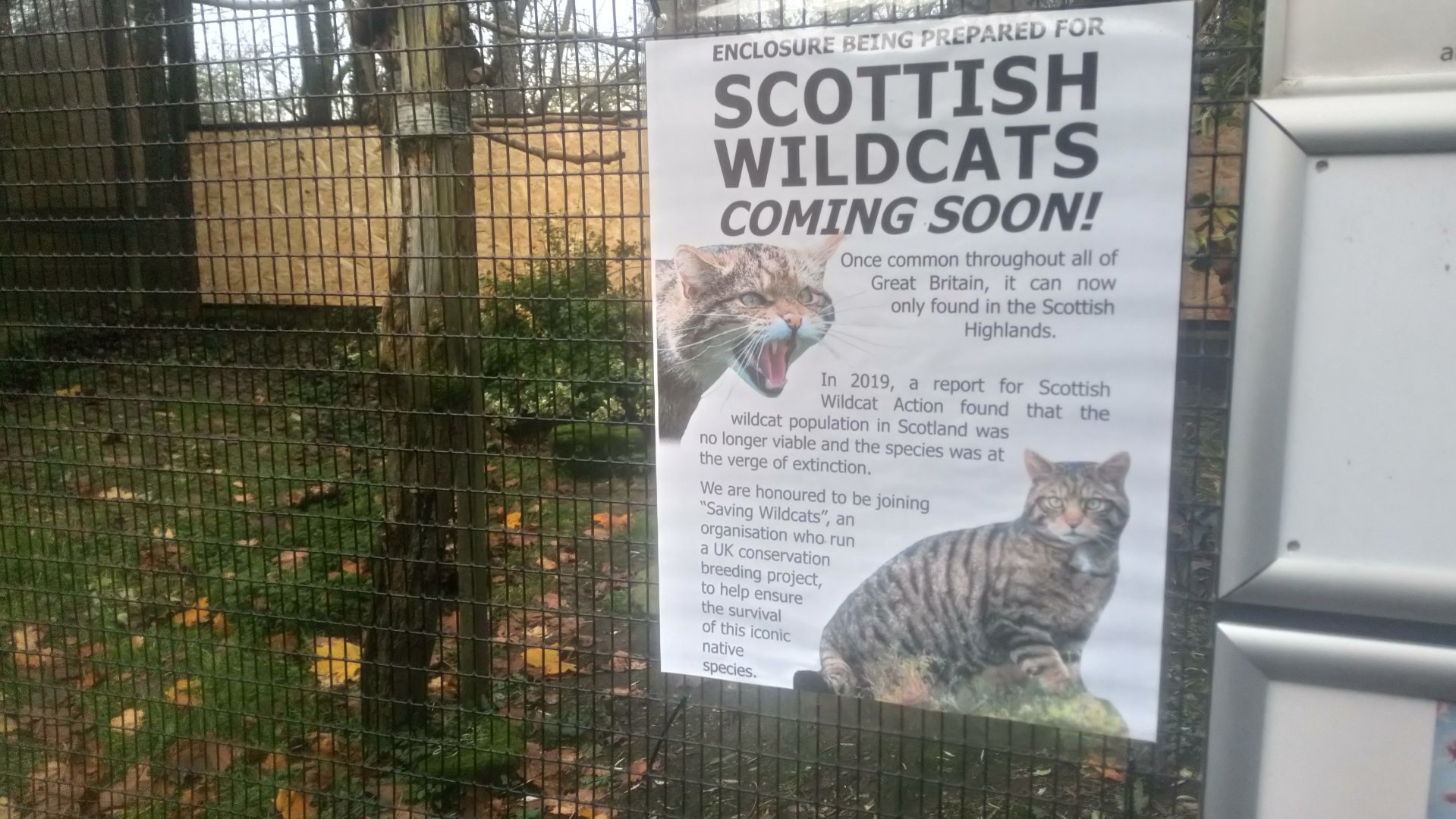 Scottish wildcat arrival