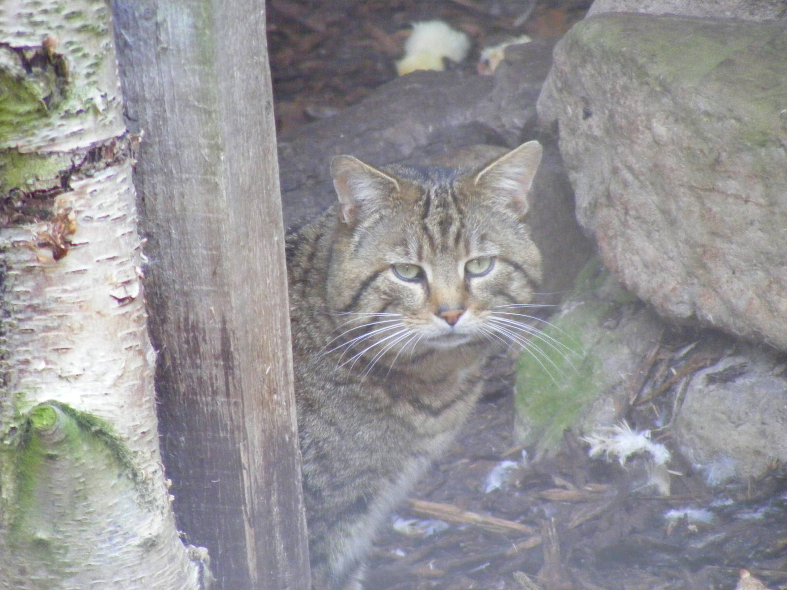 Scottish wildcat at Auchingarrich Wildlife Centre, 20 May 2010