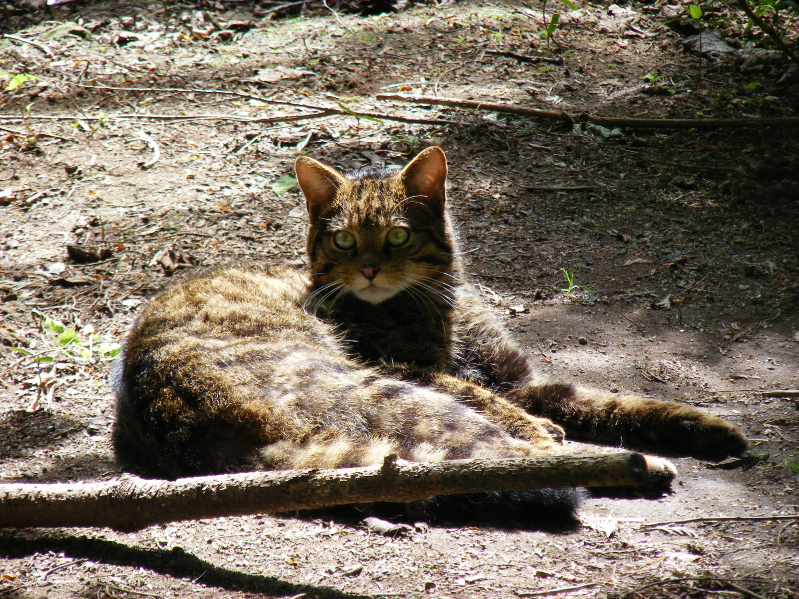 Scottish wildcat at Edinburgh Zoo, 21 May 2010