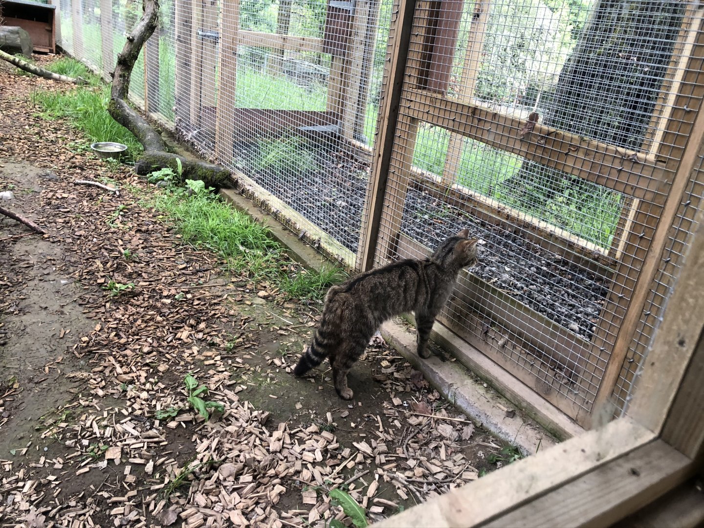 Scottish Wildcat at Lake District Wildlife Park (May 2019)