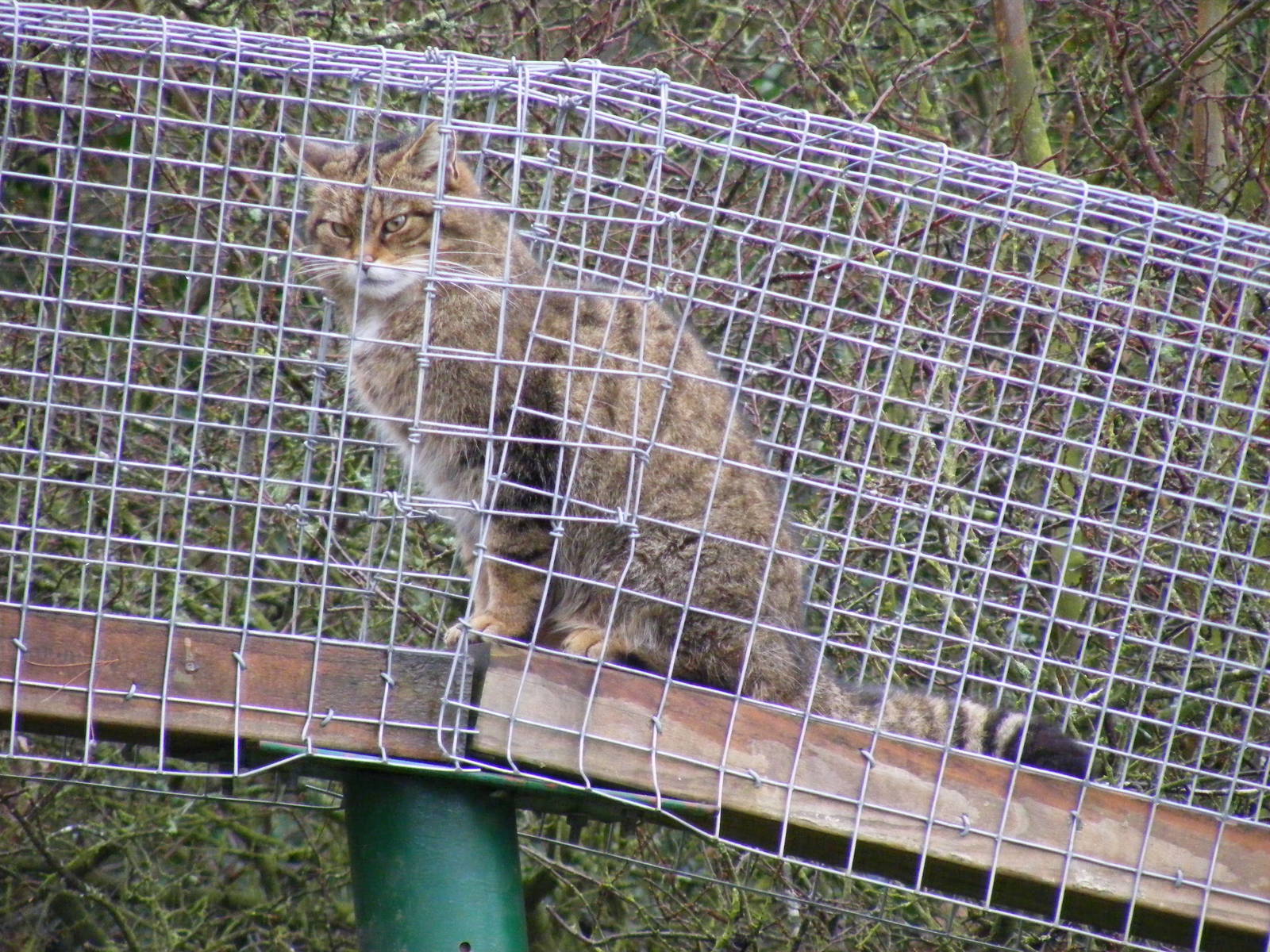 Scottish wildcat at Port Lympne Wild Animal Park, 13 February 2011