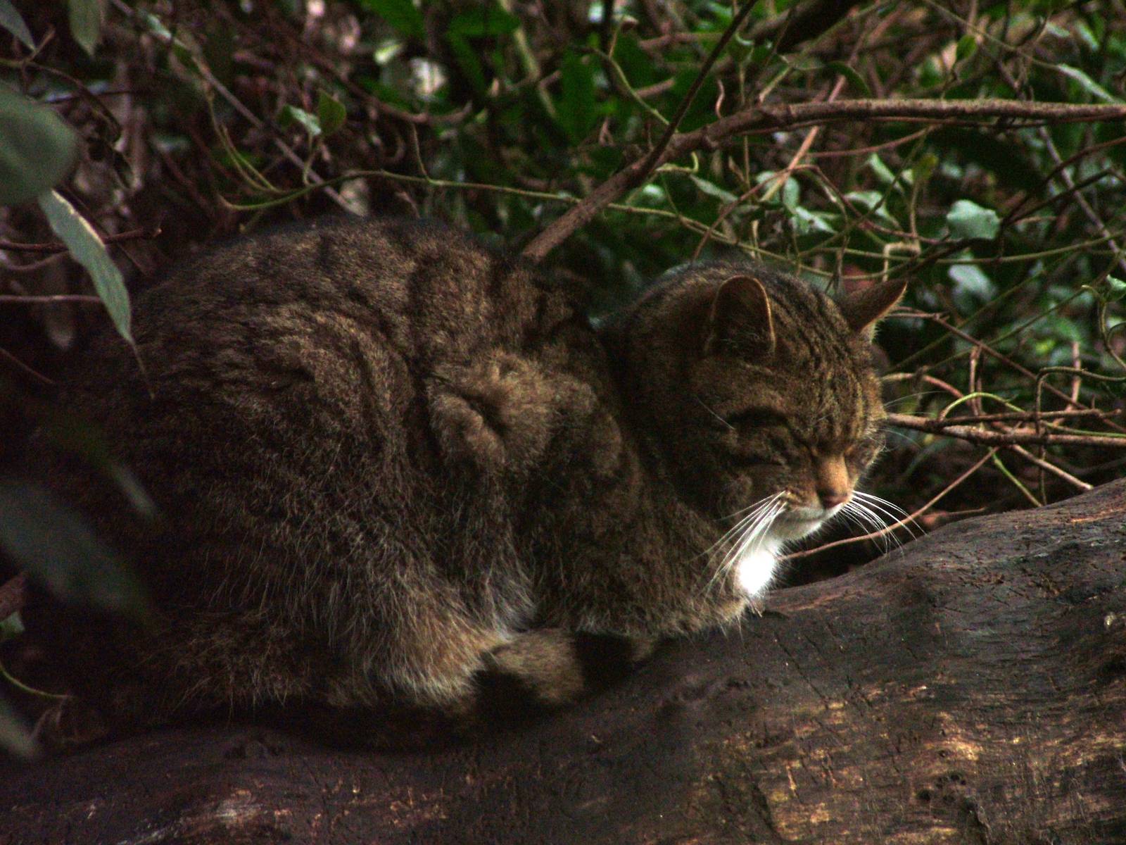 Scottish Wildcat at Twycross 24/01/10