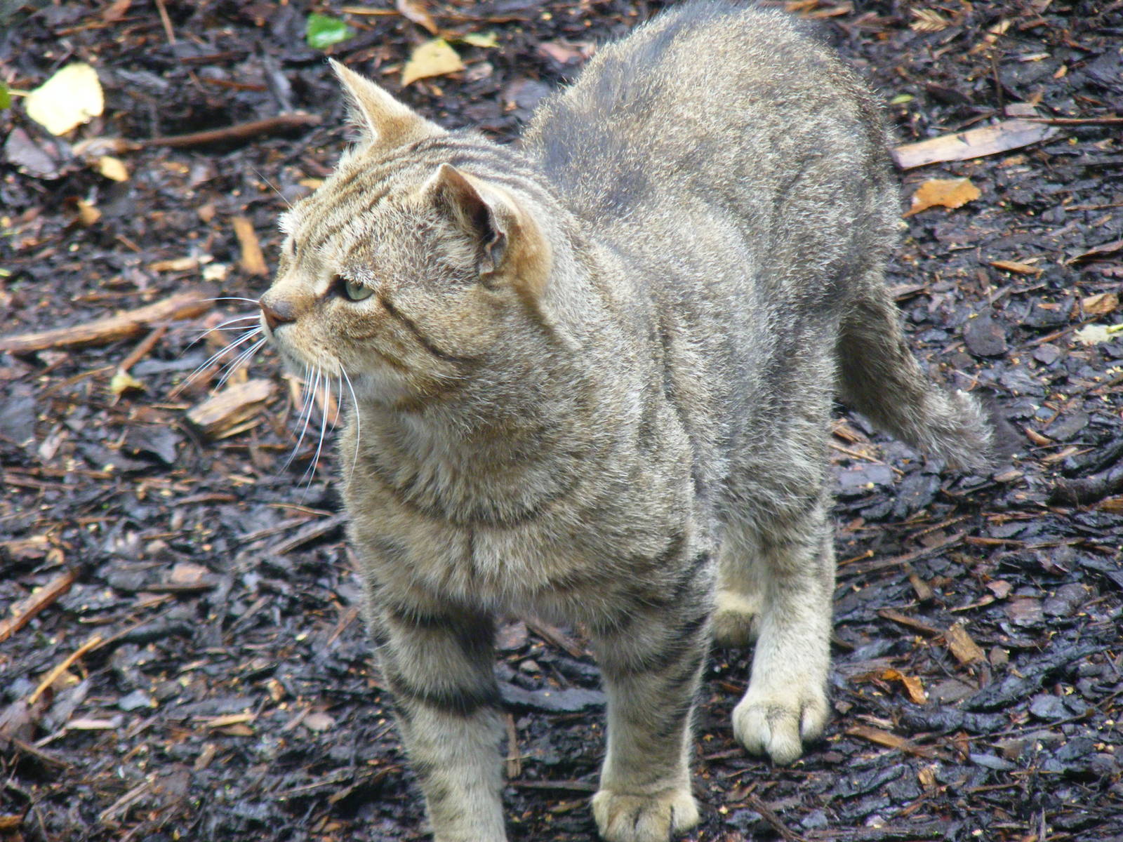 Scottish wildcat at Twycross Zoo, 29 August 2010