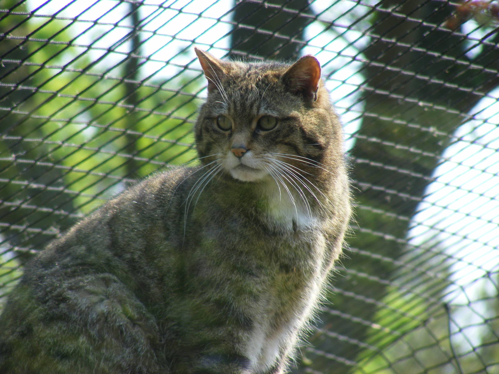 Scottish wildcat at Twycross Zoo, 30 April 2011