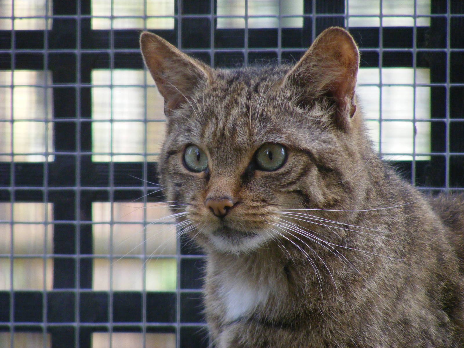 Scottish wildcat at Wingham Wildlife Park, 15 August 2010