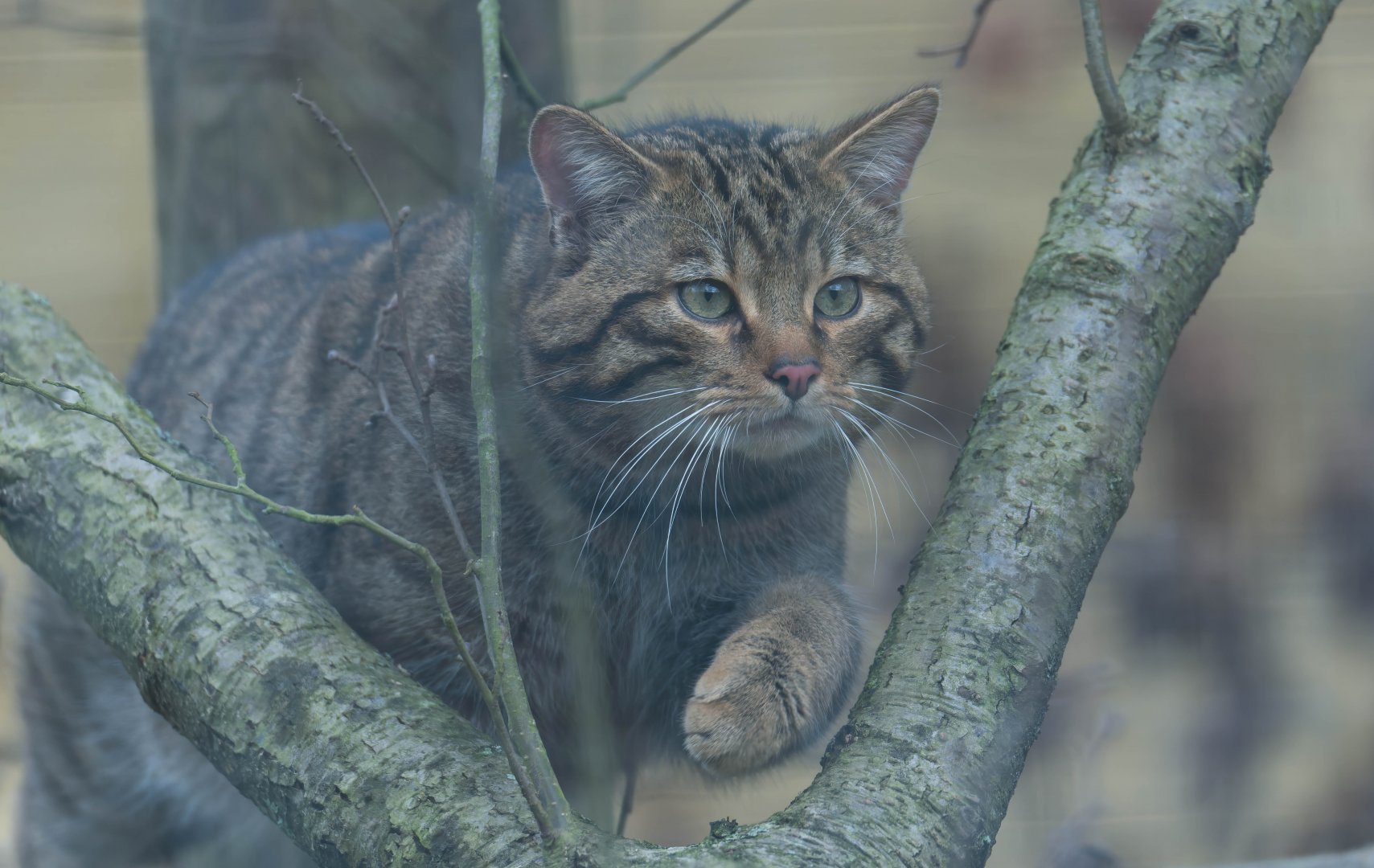 Scottish wildcat, Beale Park, UK
