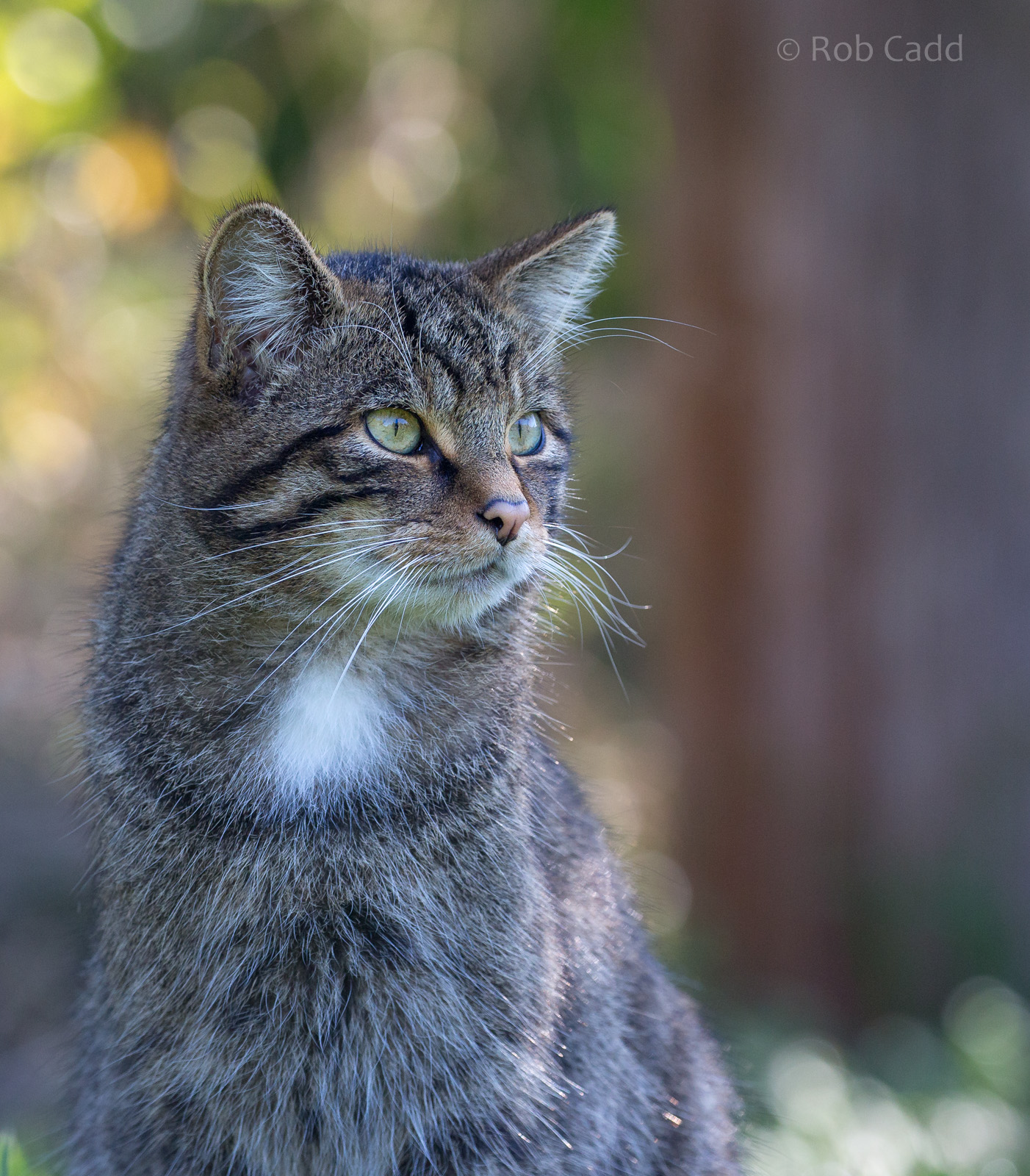 Scottish wildcat : British Wildlife Centre : 05 Oct 2018