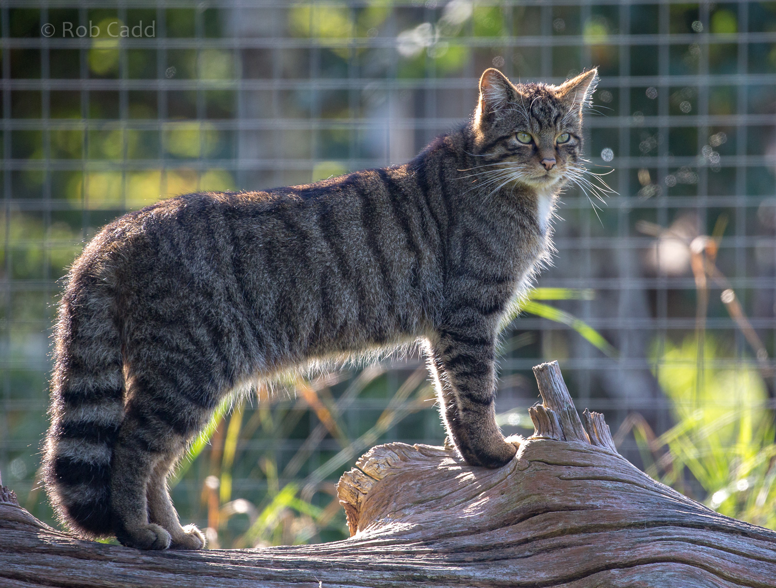 Scottish wildcat : British Wildlife Centre : 05 Oct 2018