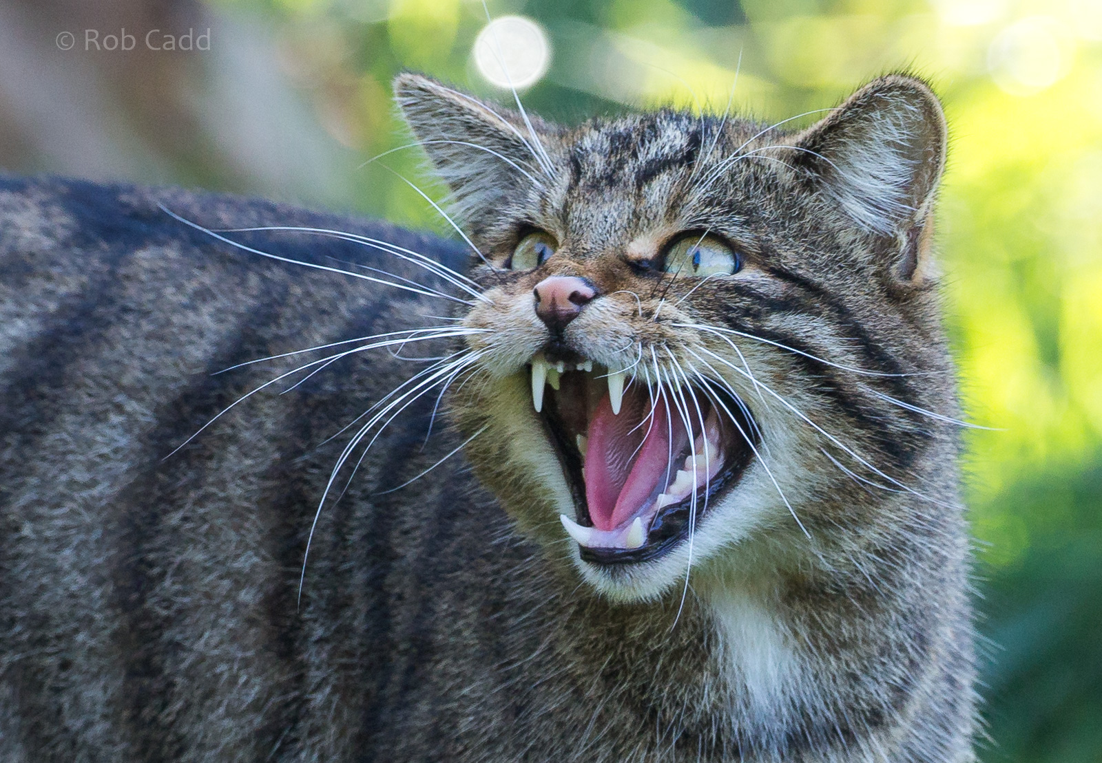Scottish wildcat : British Wildlife Centre : 05 Oct 2018