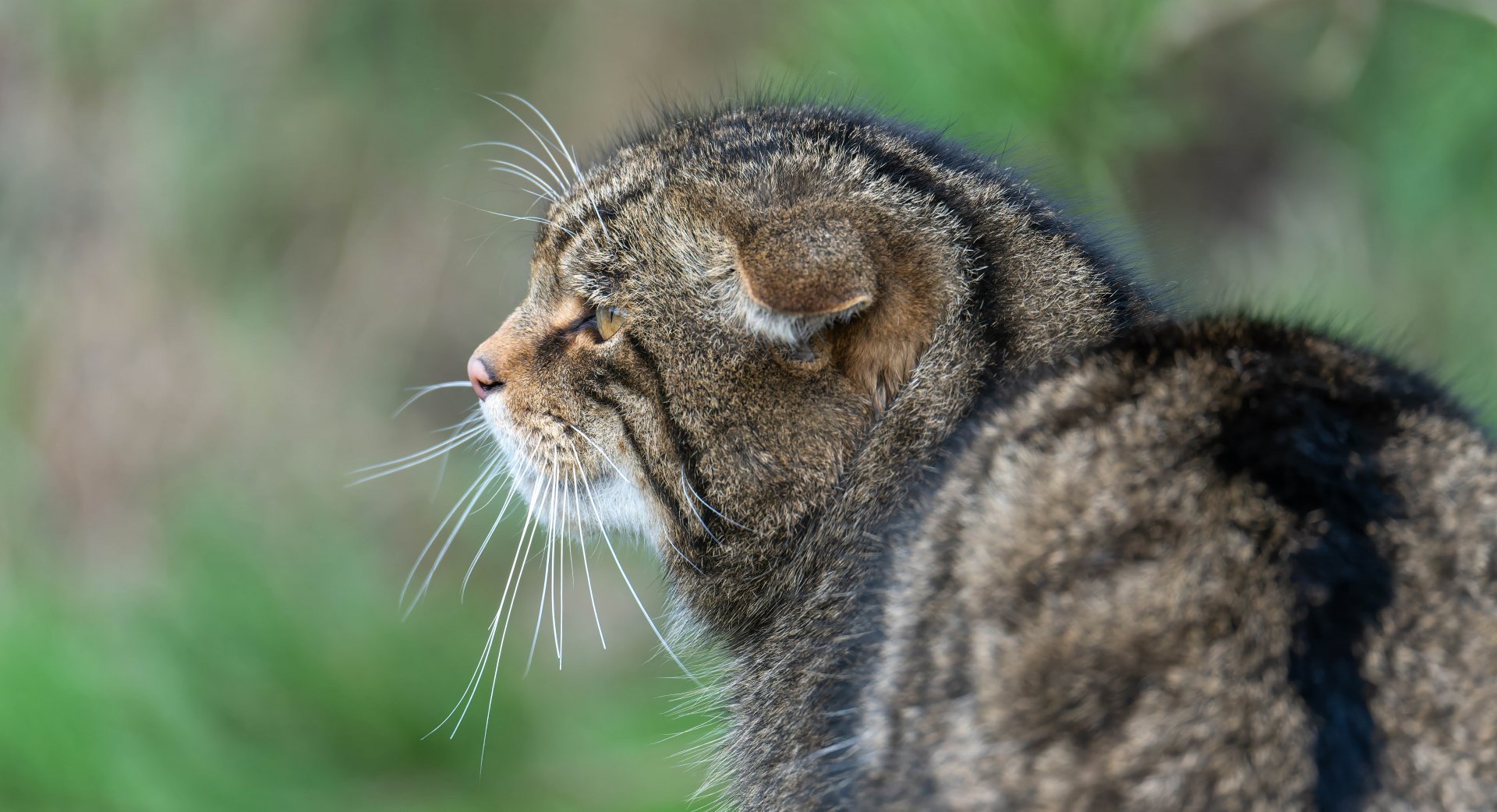 Scottish wildcat, British Wildlife Centre, UK