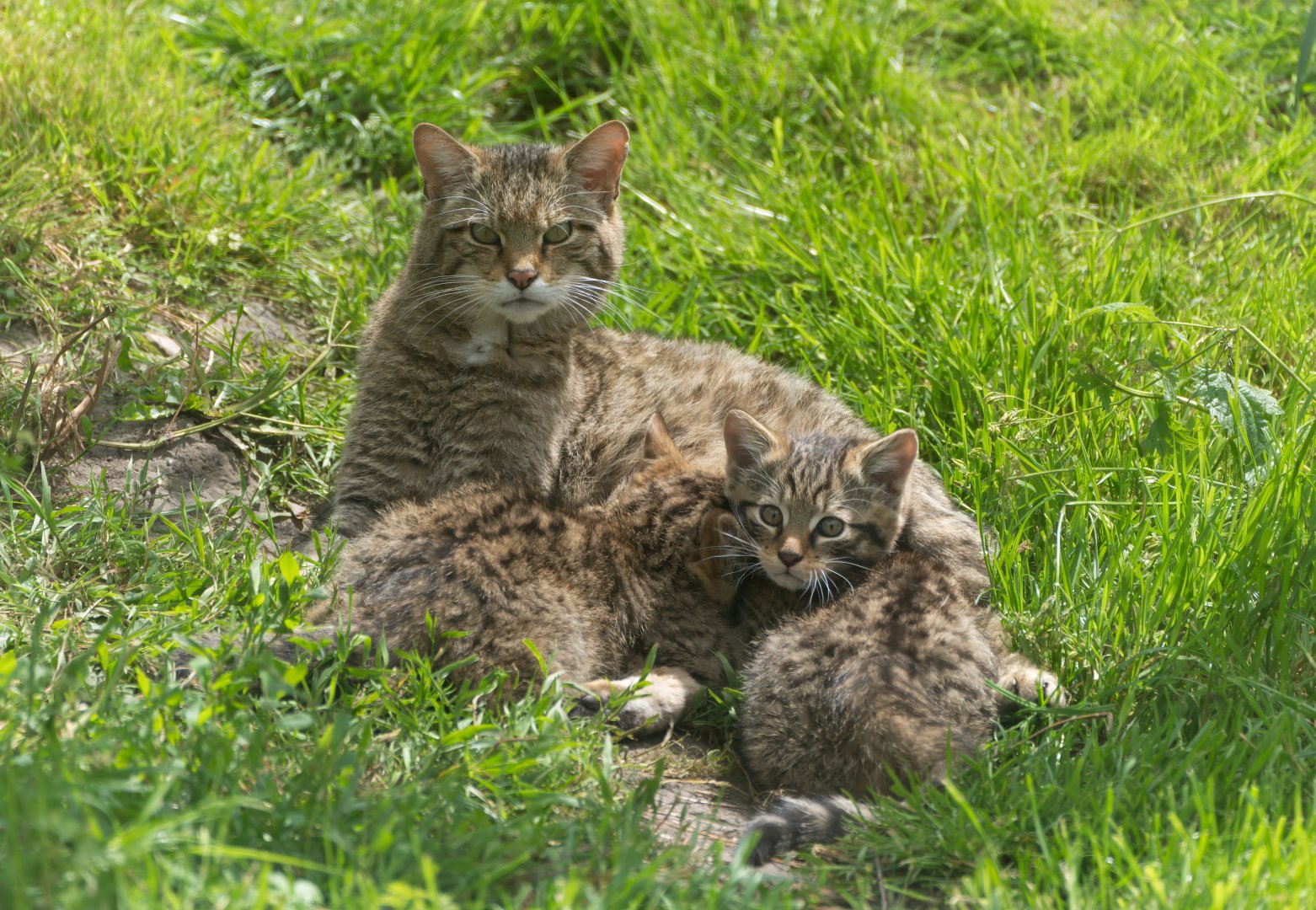 Scottish wildcat, British wildlife centre, UK