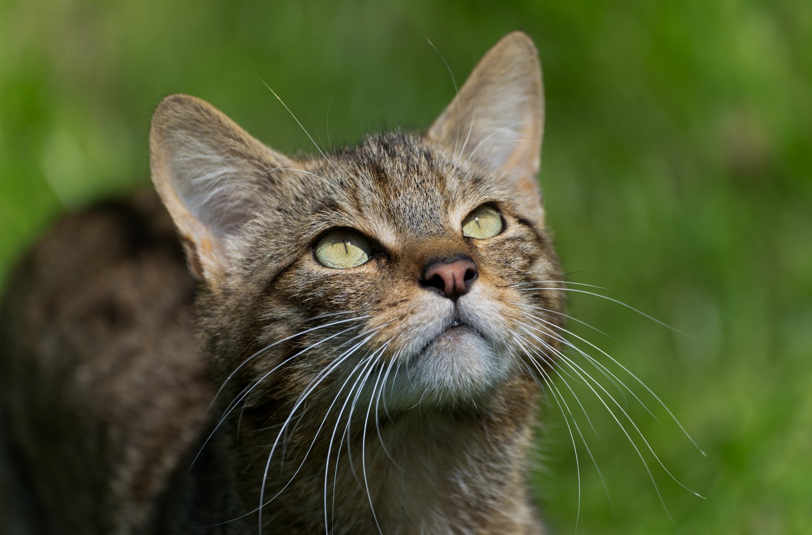Scottish wildcat, British wildlife centre, UK