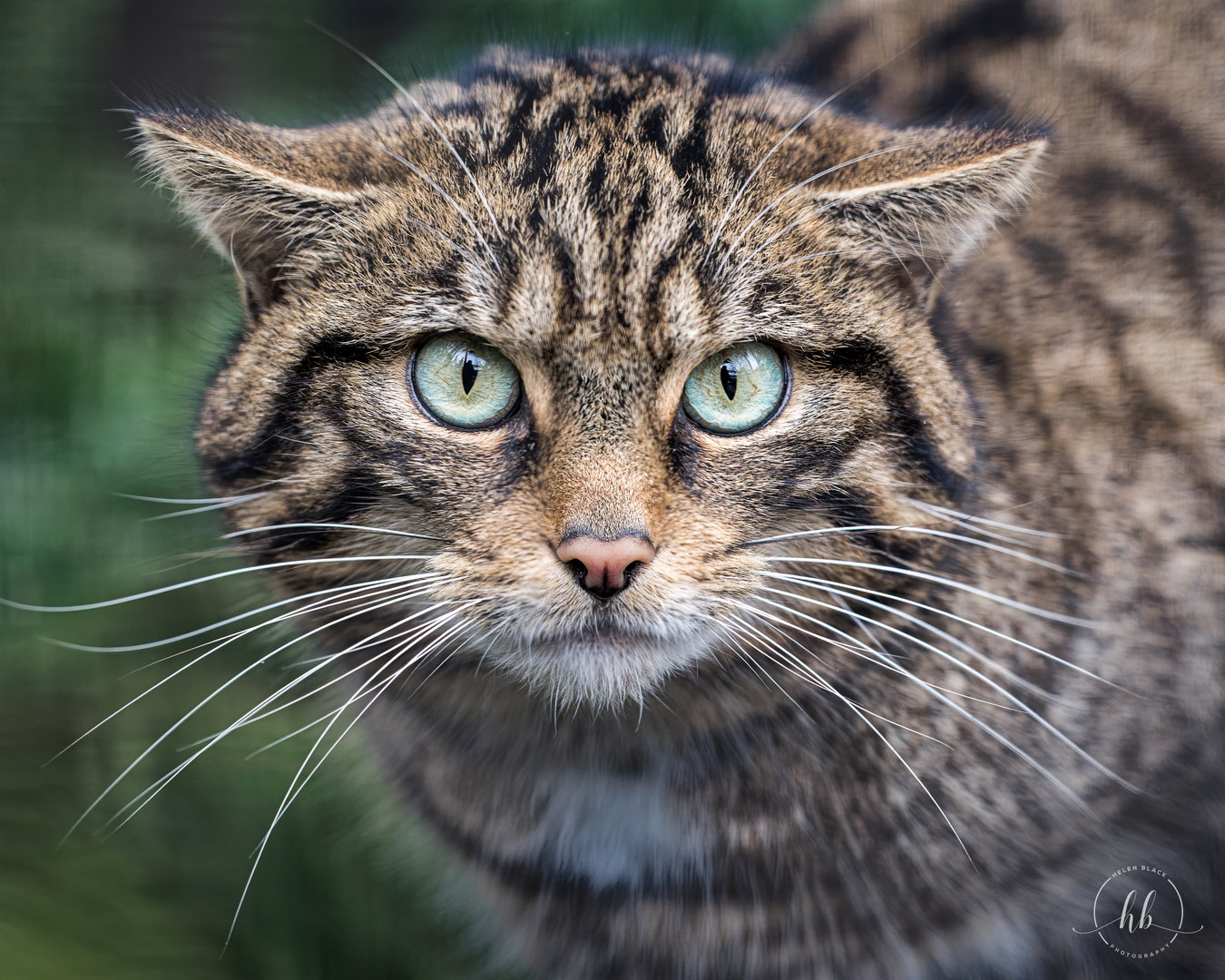 Scottish Wildcat Canna (F) / Shepreth / 26-1-23