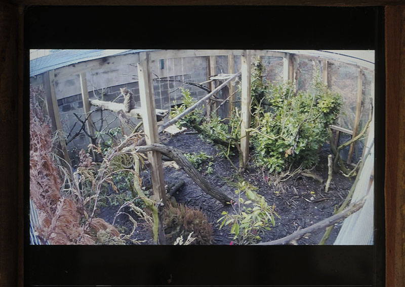 Scottish wildcat CCTV