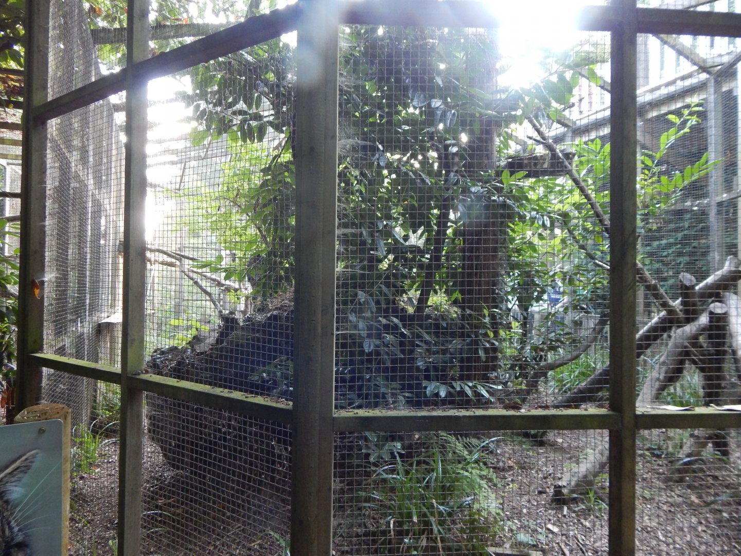 Scottish wildcat enclosure 020825