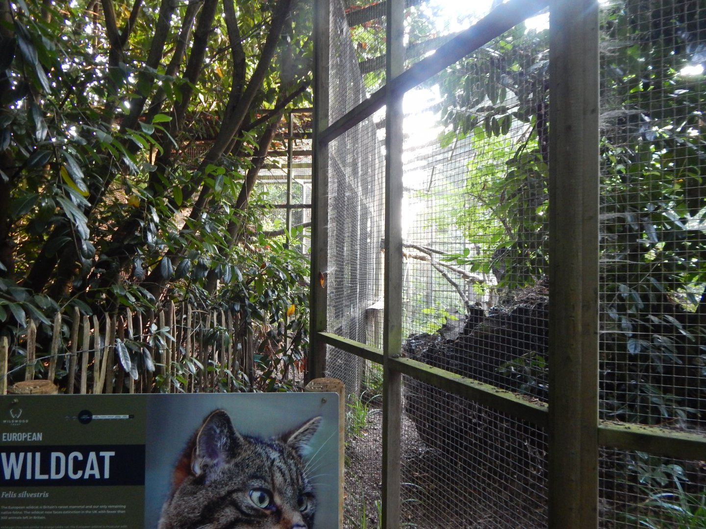 Scottish wildcat enclosure 020825