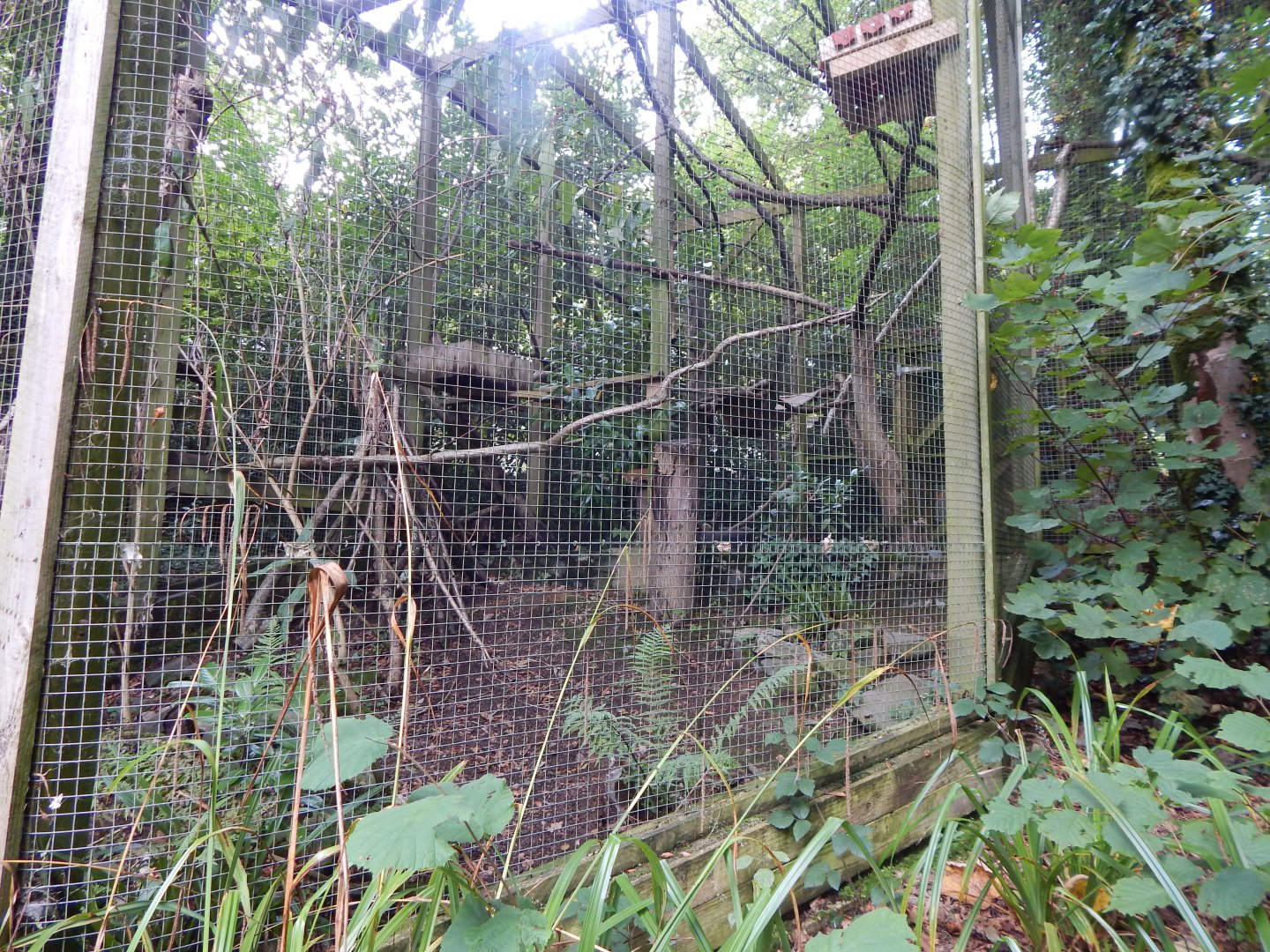 Scottish wildcat enclosure 050925