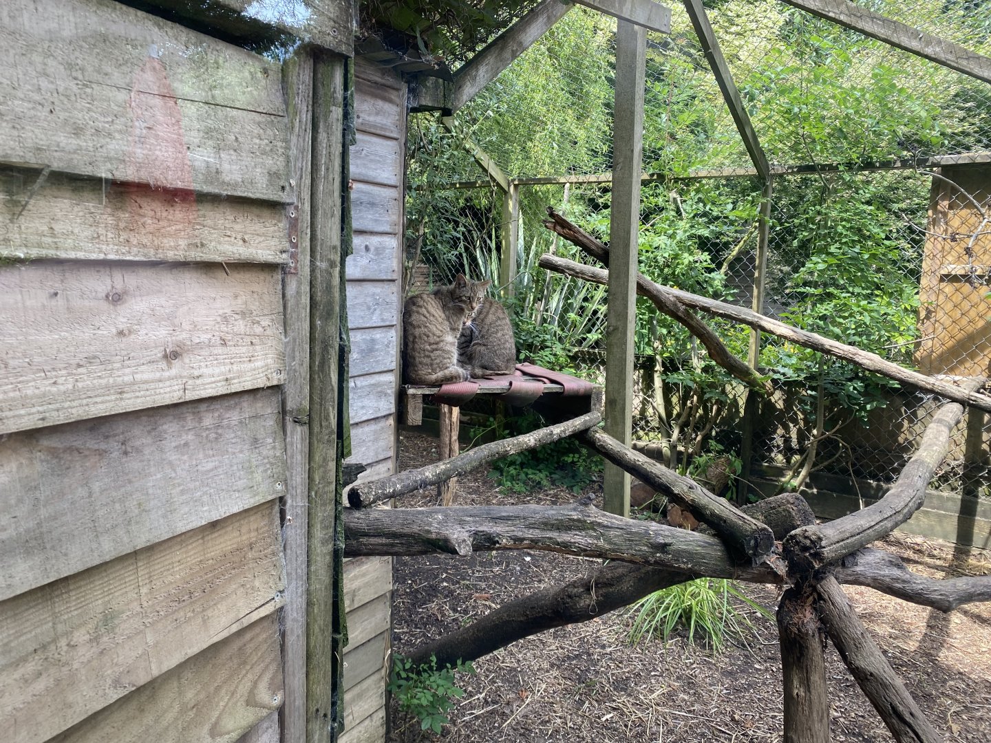 Scottish wildcat enclosure 060625